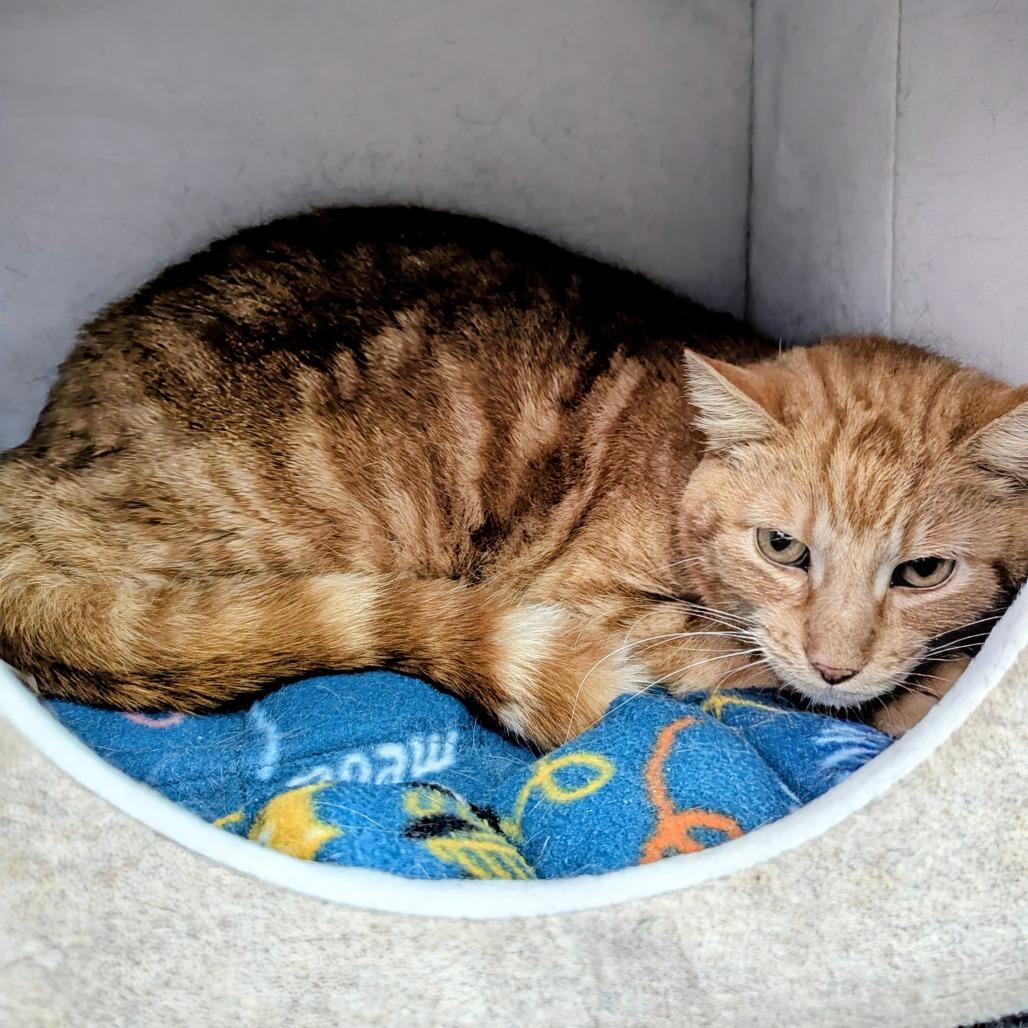 Enlarge Fuego, a Adoptable Domestic Short Hair in Springfield, IL image 4/4
