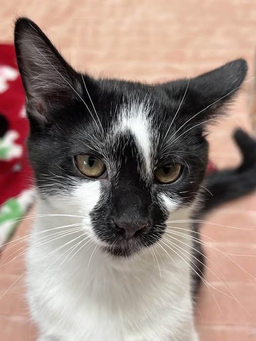 Enlarge Lennon, a Adoptable Domestic Short Hair in Wayne, NJ image 5/5