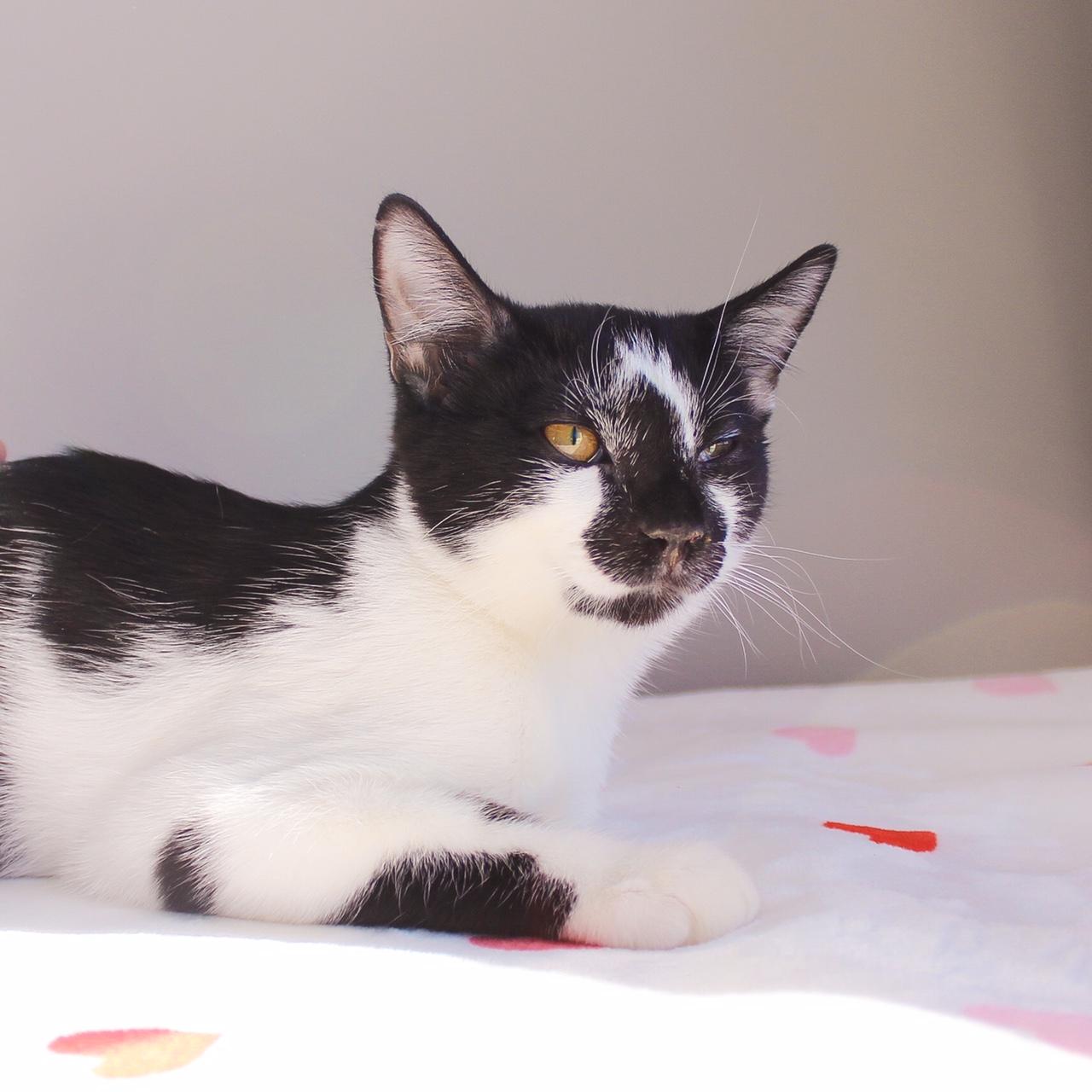 Enlarge Lennon, a Adoptable Domestic Short Hair in Wayne, NJ image 3/5