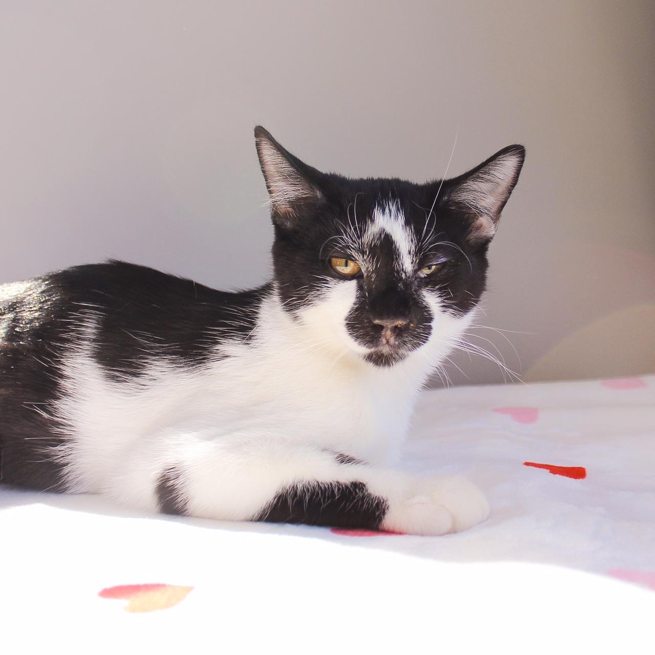 Enlarge Lennon, a Adoptable Domestic Short Hair in Wayne, NJ image 1/5