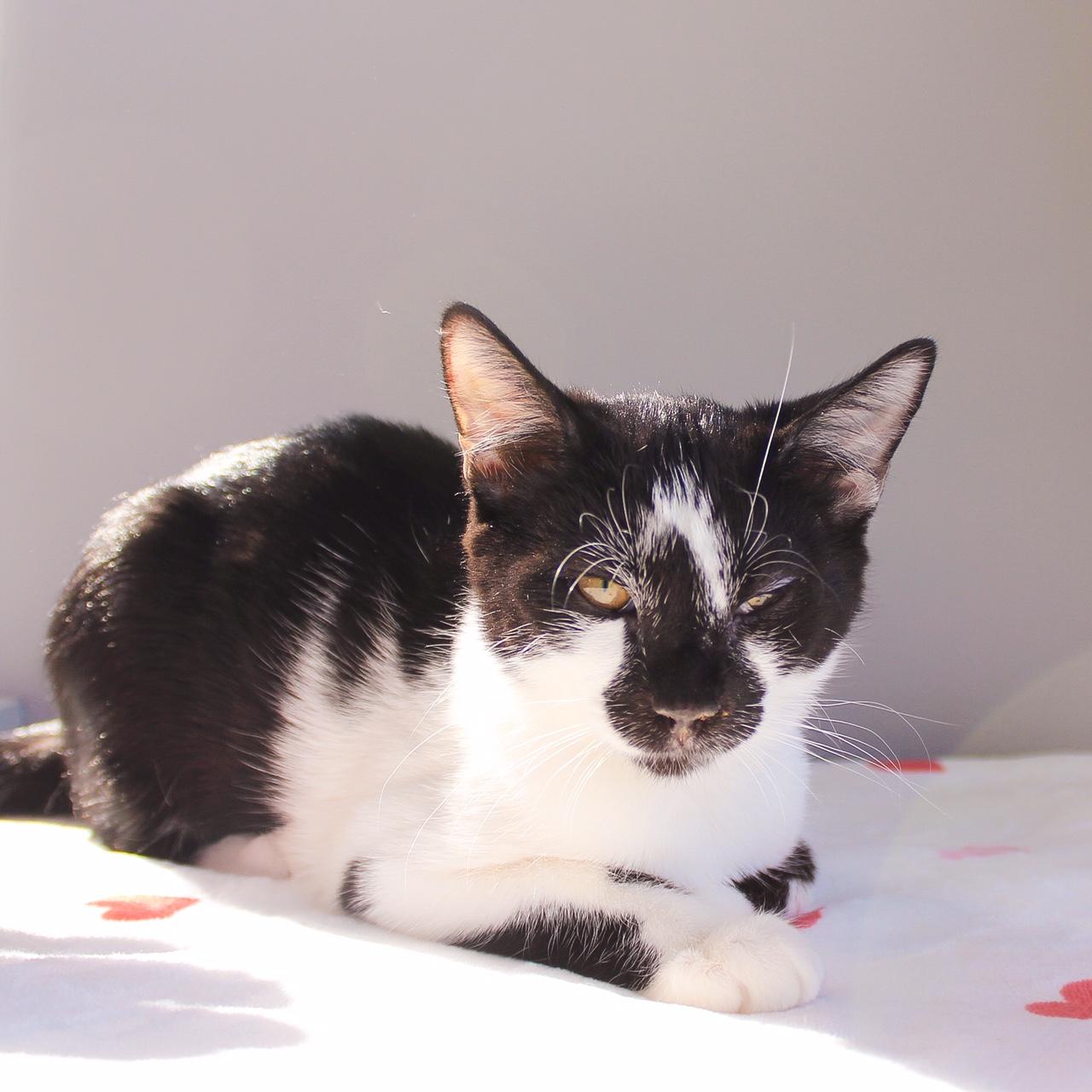 Enlarge Lennon, a Adoptable Domestic Short Hair in Wayne, NJ image 2/5