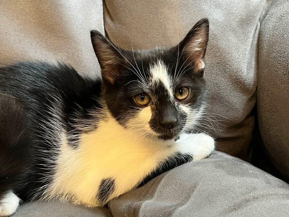 Enlarge Lennon, a Adoptable Domestic Short Hair in Wayne, NJ image 4/5