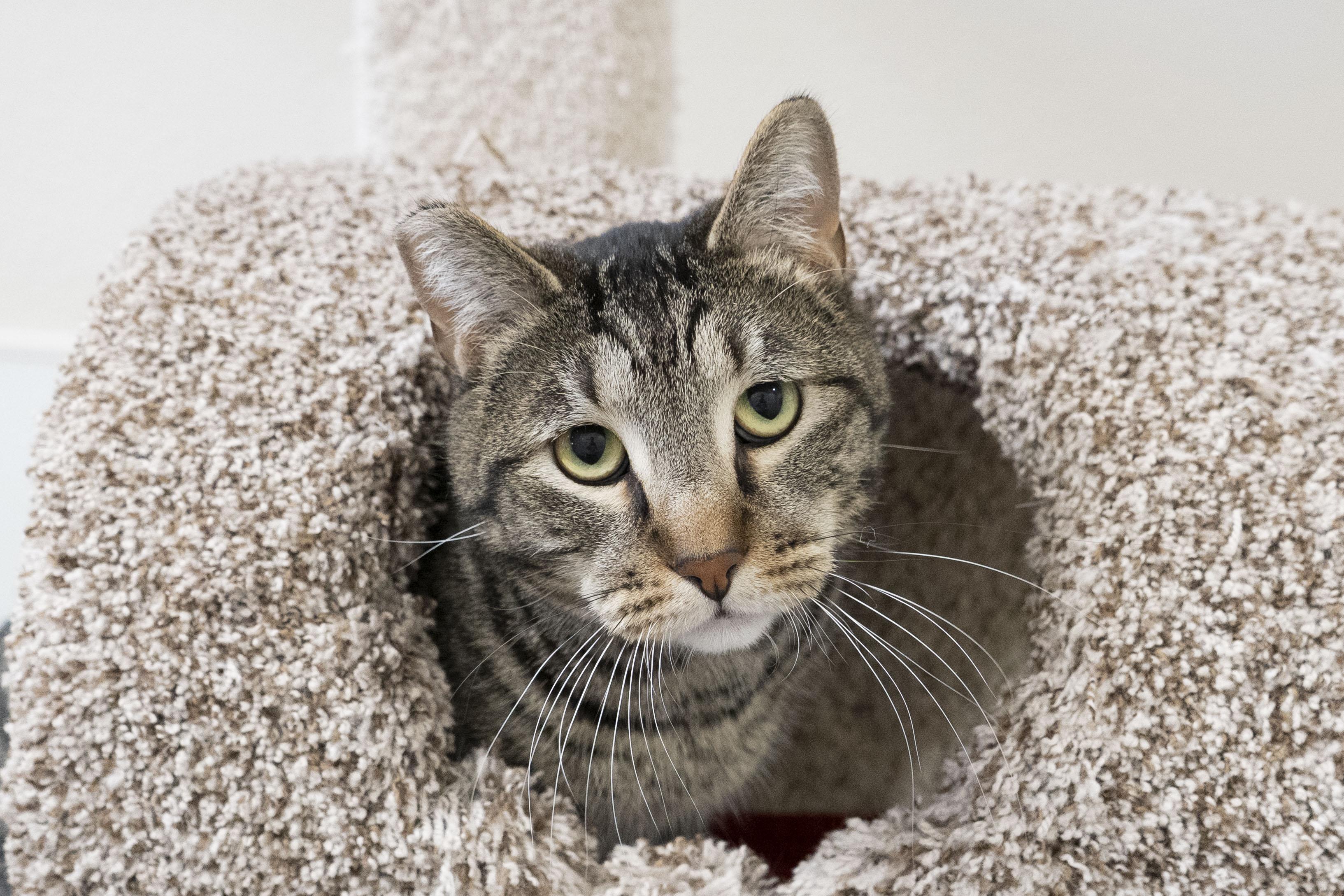 Rocky, ADOPTABLE, Adult Male Domestic Short Hair.