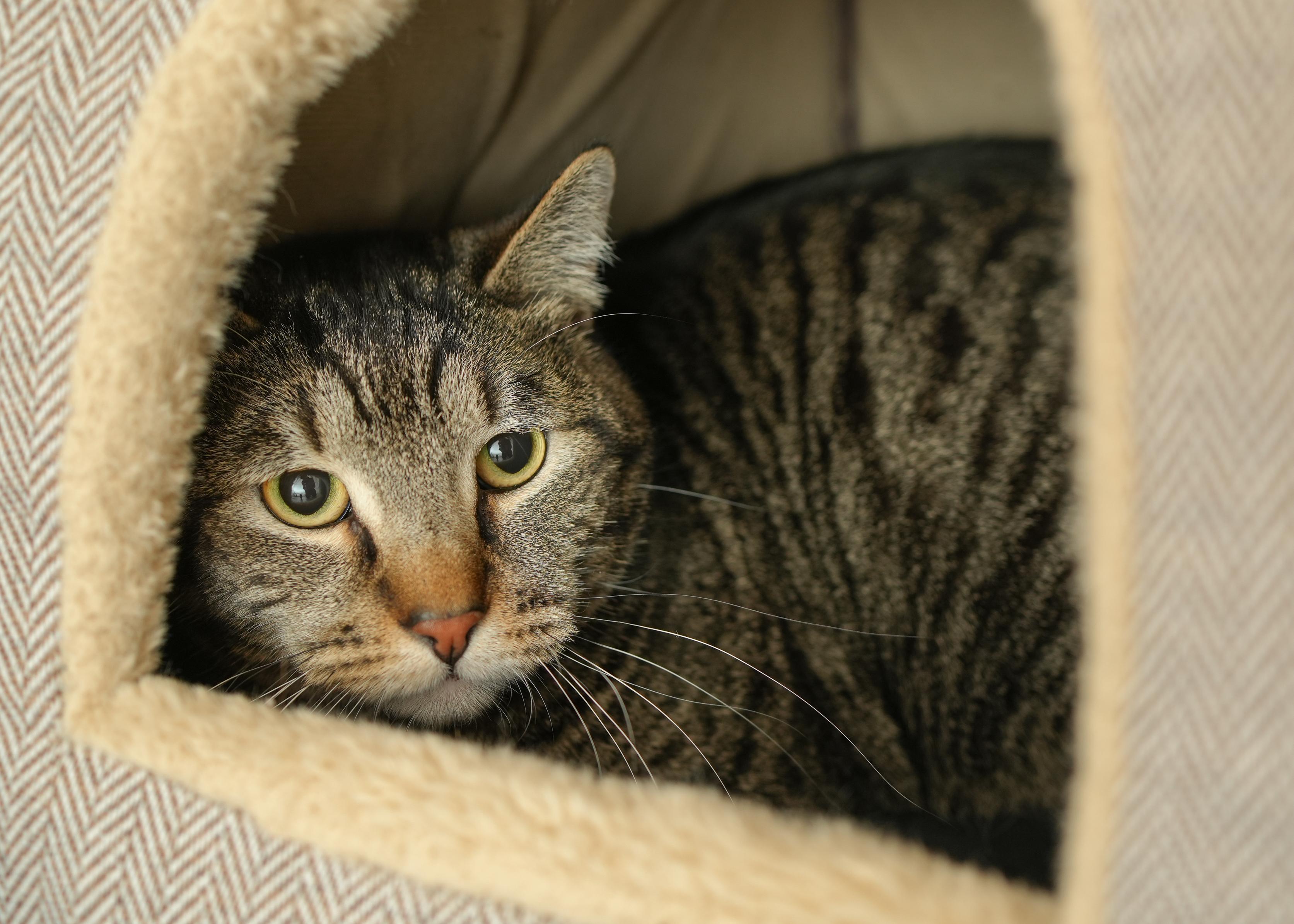 Rocky, a ADOPTABLE Domestic Short Hair in Boise, ID image 5/5