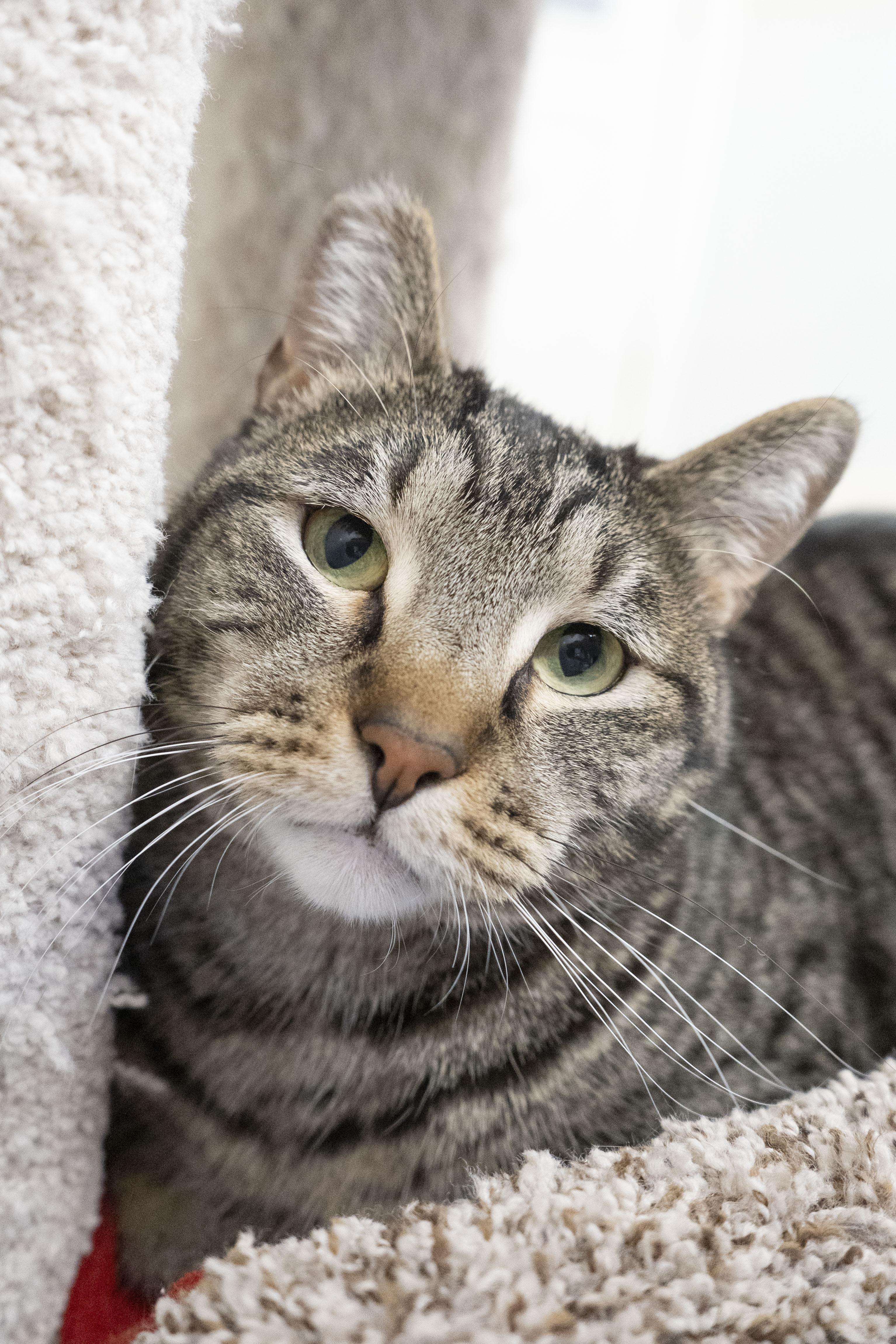 Rocky, a ADOPTABLE Domestic Short Hair in Boise, ID image 3/5