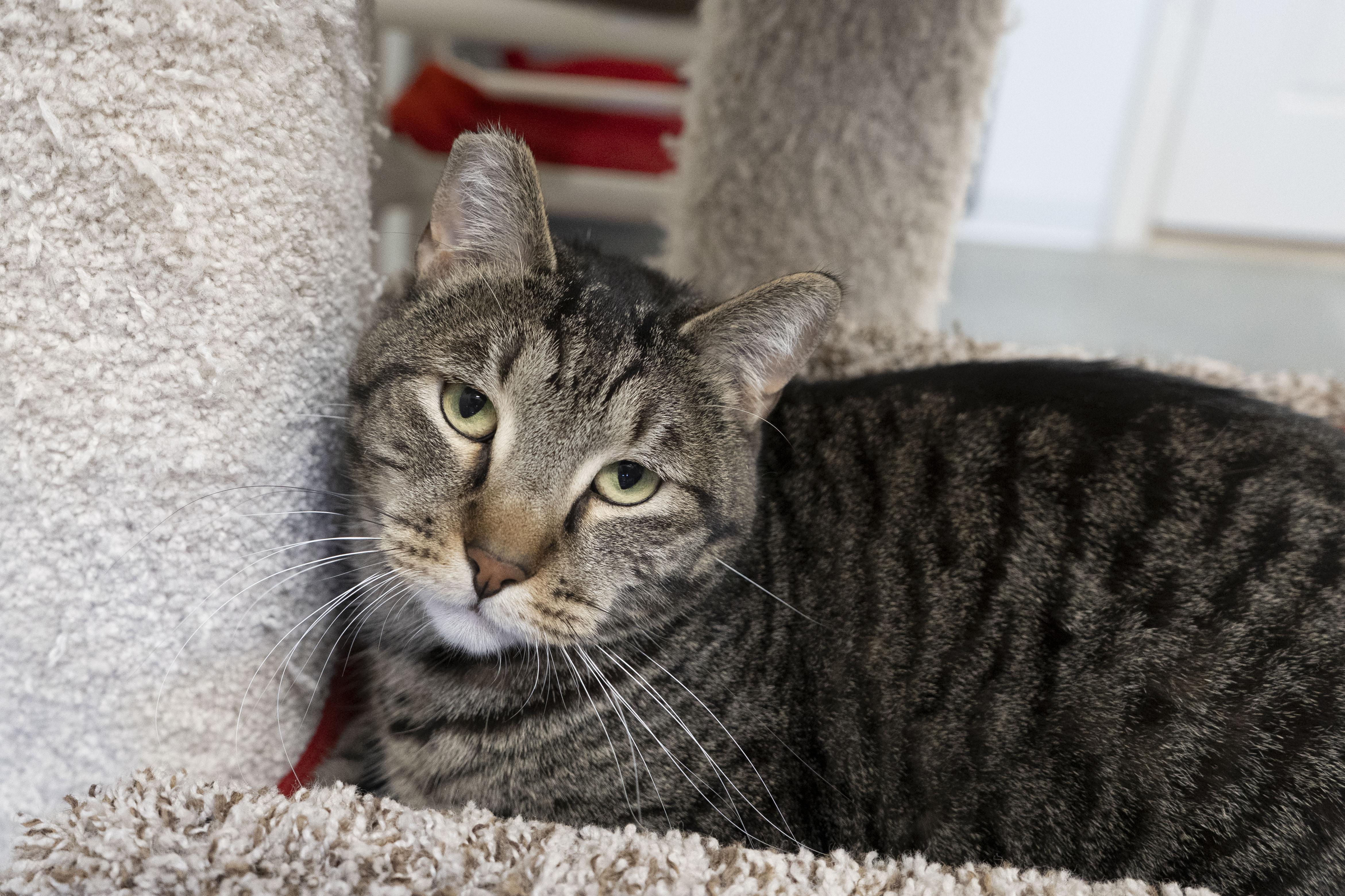 Rocky, a ADOPTABLE Domestic Short Hair in Boise, ID image 2/5