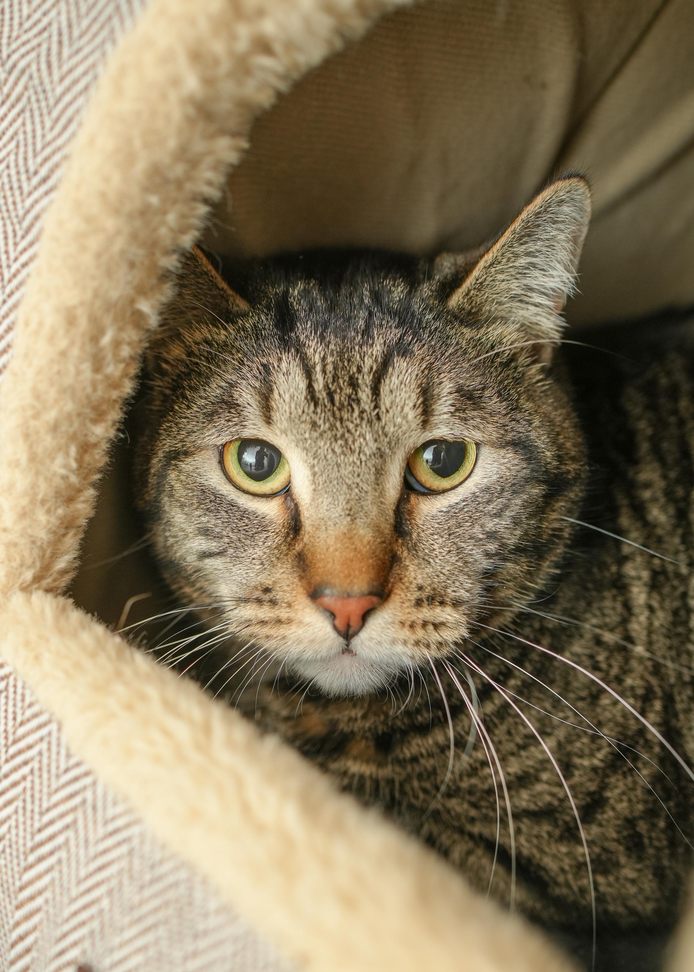Rocky, a ADOPTABLE Domestic Short Hair in Boise, ID image 4/5