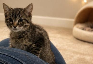 Belle, Adoptable, Kitten Female Domestic Short Hair.