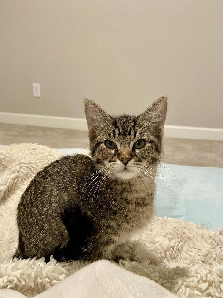 Enlarge Belle, a Adoptable Domestic Short Hair in Plymouth, MN image 2/2