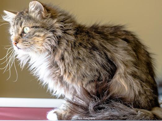 Enlarge Barilla, a Adoptable mixed breed in Green Valley, AZ image 1/6