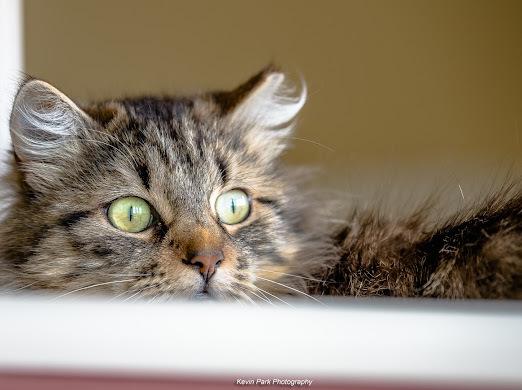 Enlarge Barilla, a Adoptable mixed breed in Green Valley, AZ image 5/6