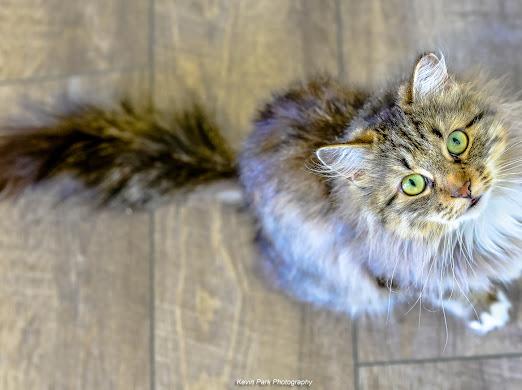 Enlarge Barilla, a Adoptable mixed breed in Green Valley, AZ image 6/6