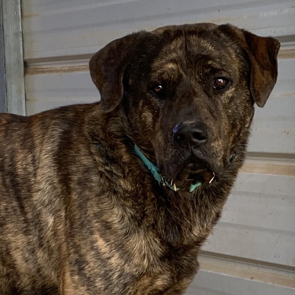 Enlarge Thanos, a Adoptable mixed breed in Washburn, MO image 1/2