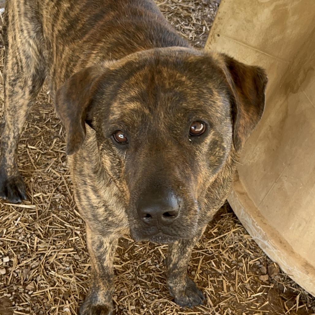 Enlarge Thanos, a Adoptable mixed breed in Washburn, MO image 2/2