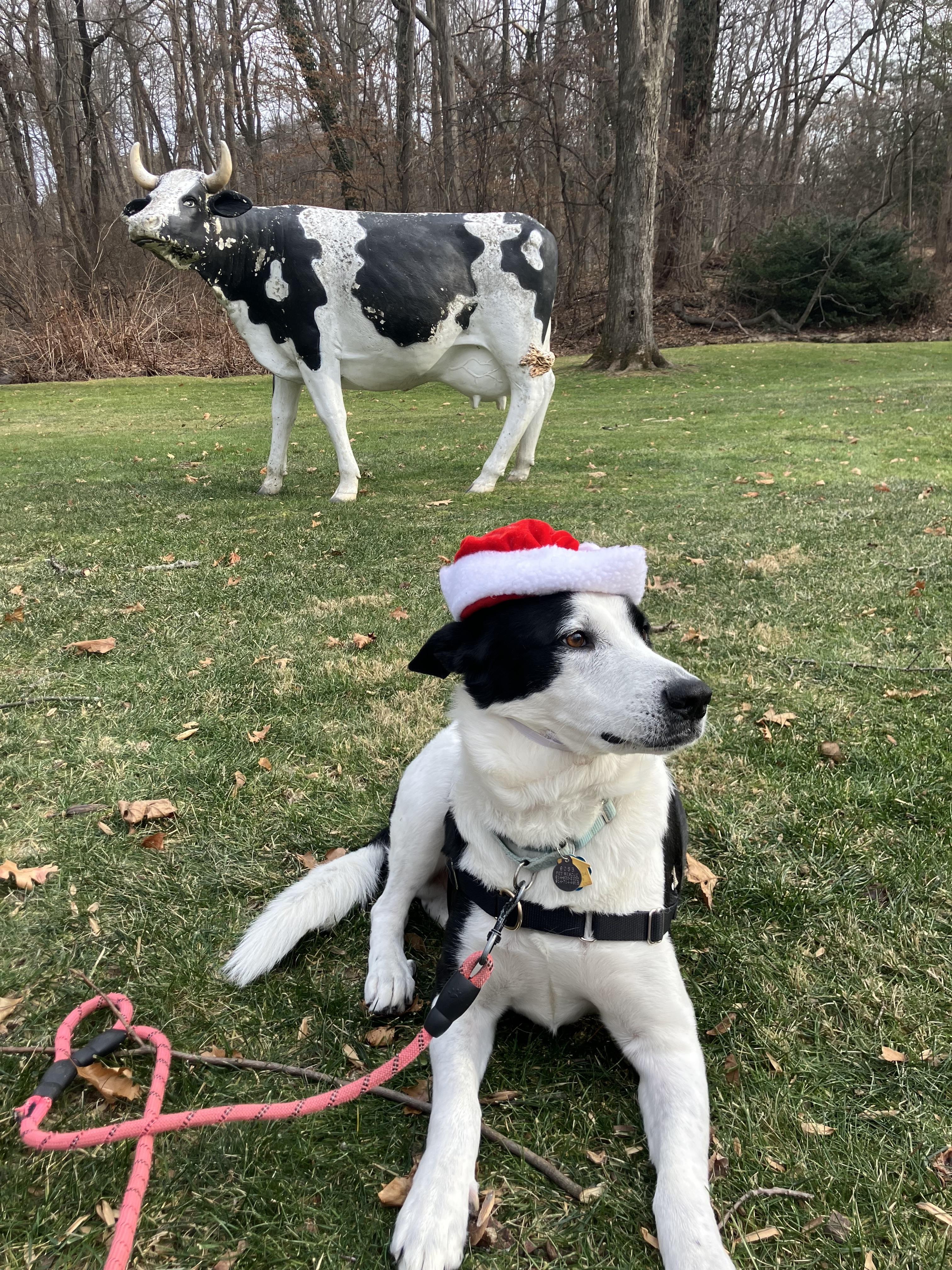 Enlarge Koda, a Adoptable mixed breed in Harrison, NY image 1/6