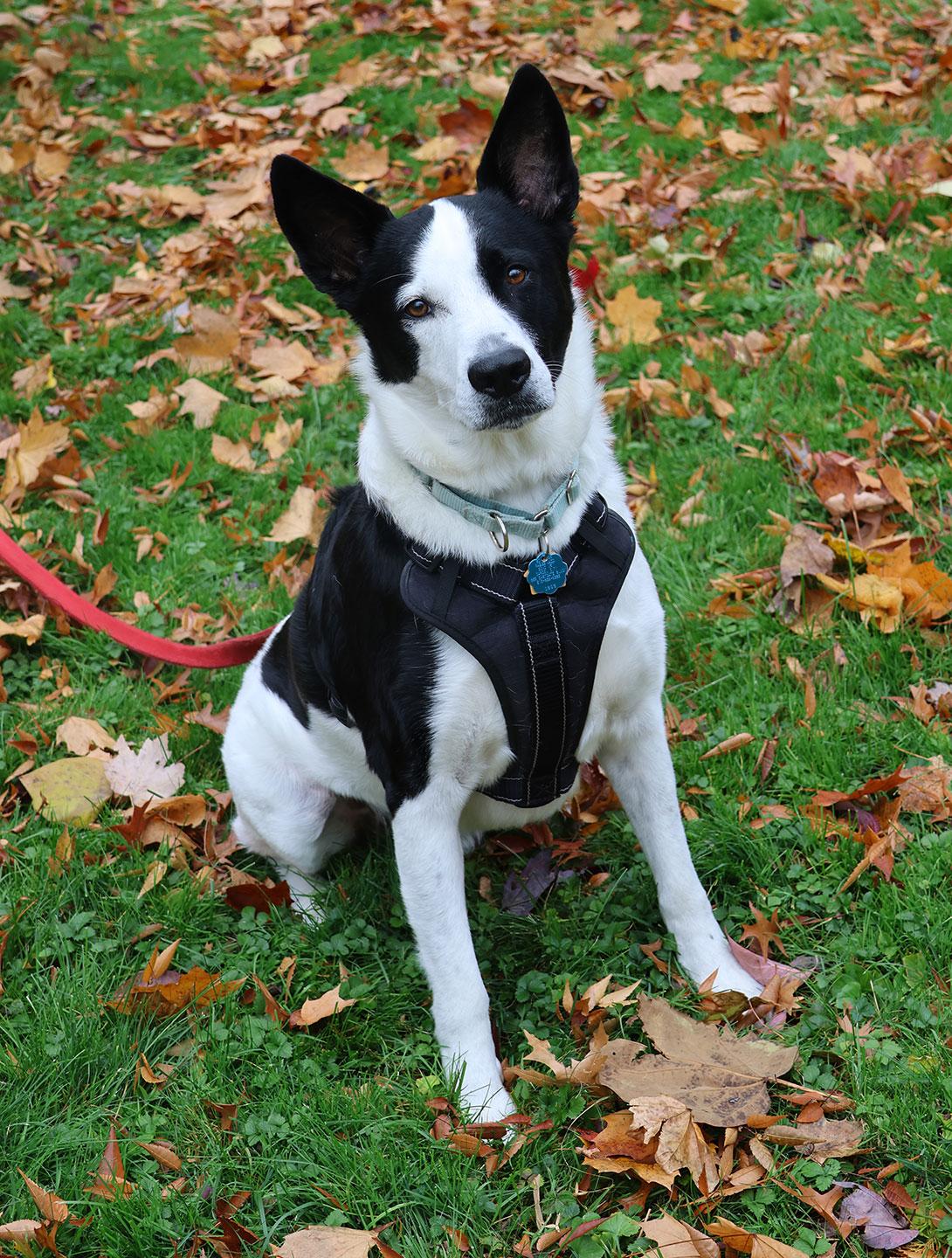 Enlarge Koda, a Adoptable mixed breed in Harrison, NY image 5/6