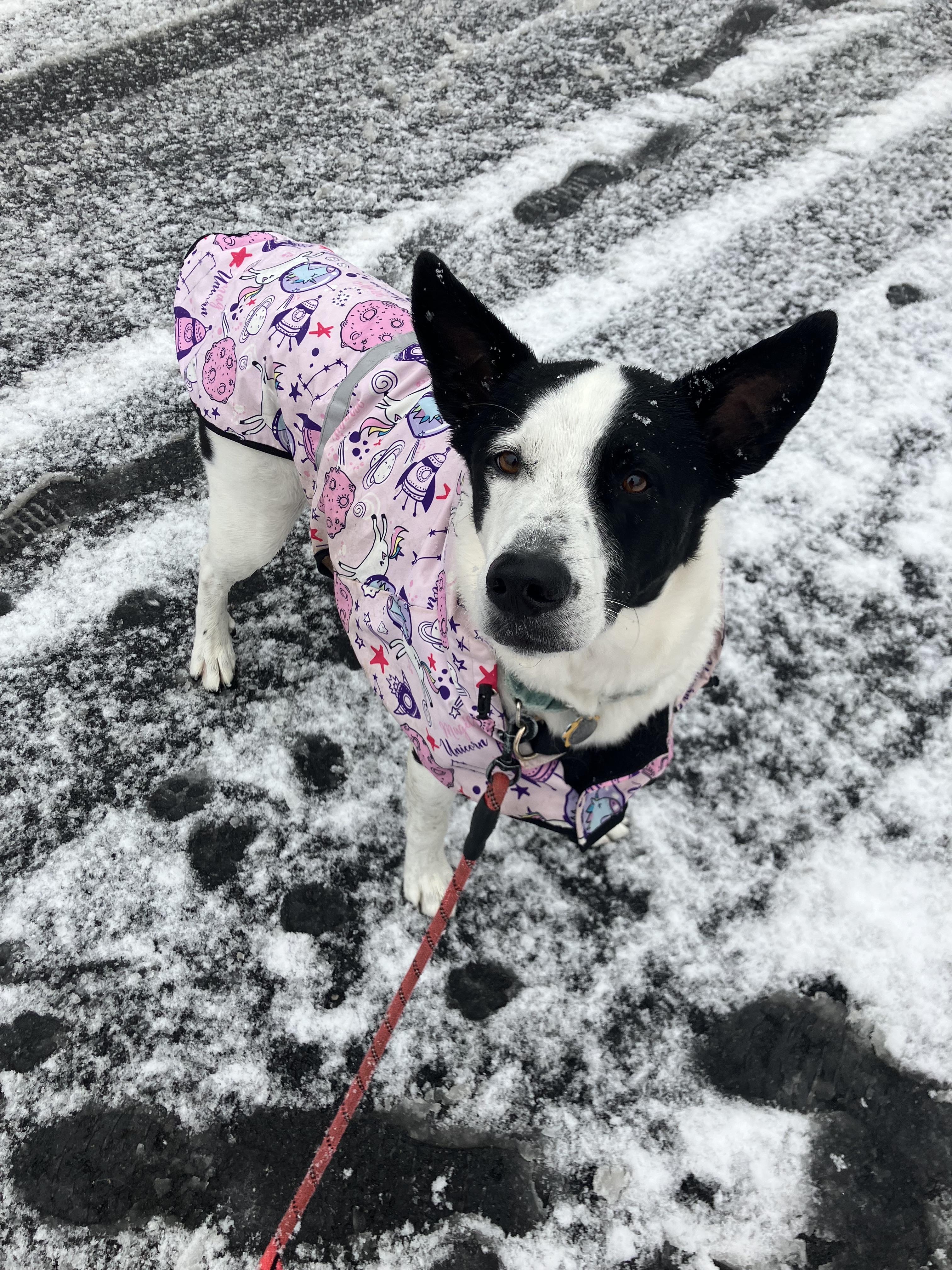 Enlarge Koda, a Adoptable mixed breed in Harrison, NY image 4/6