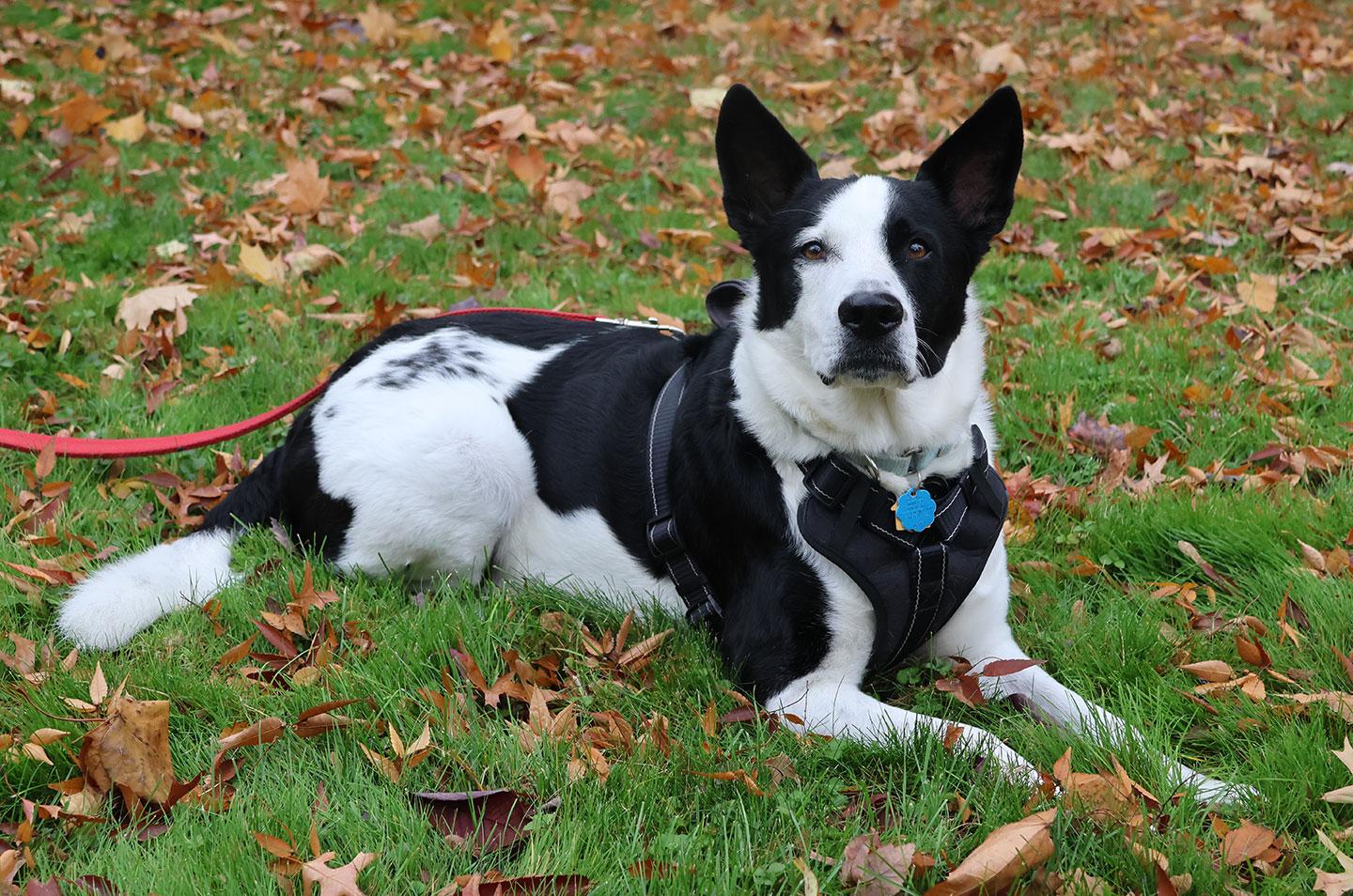 Enlarge Koda, a Adoptable mixed breed in Harrison, NY image 6/6