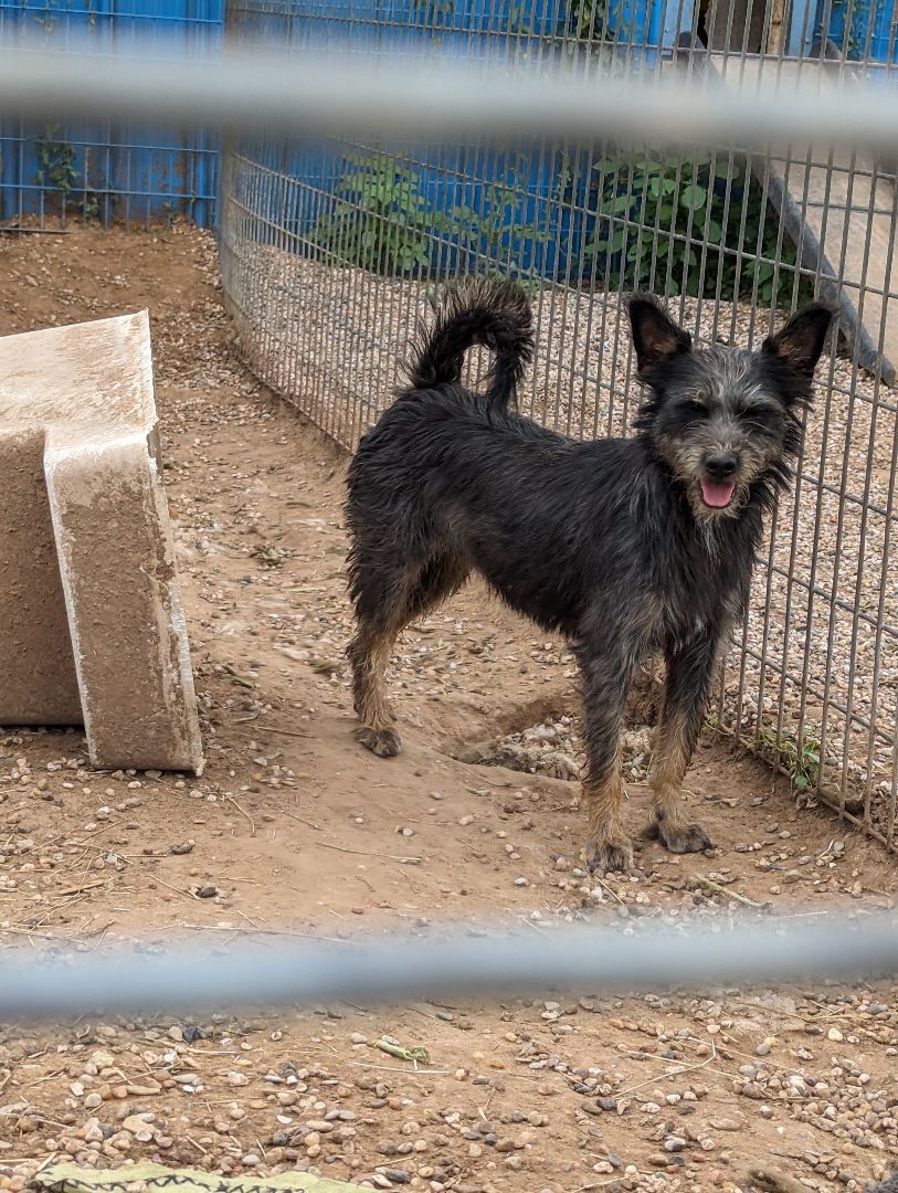 Enlarge Nessie, a Adoptable mixed breed in Lubbock, TX image 1/5