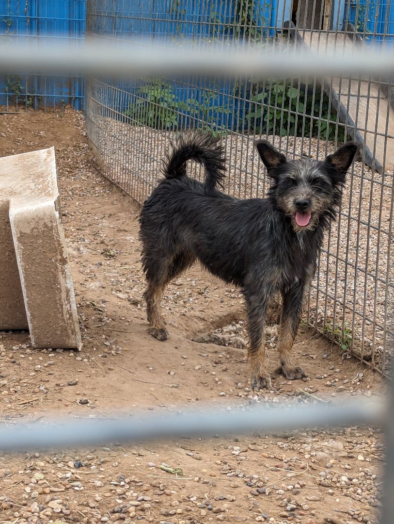Enlarge Nessie, a Adoptable mixed breed in Lubbock, TX image 2/5