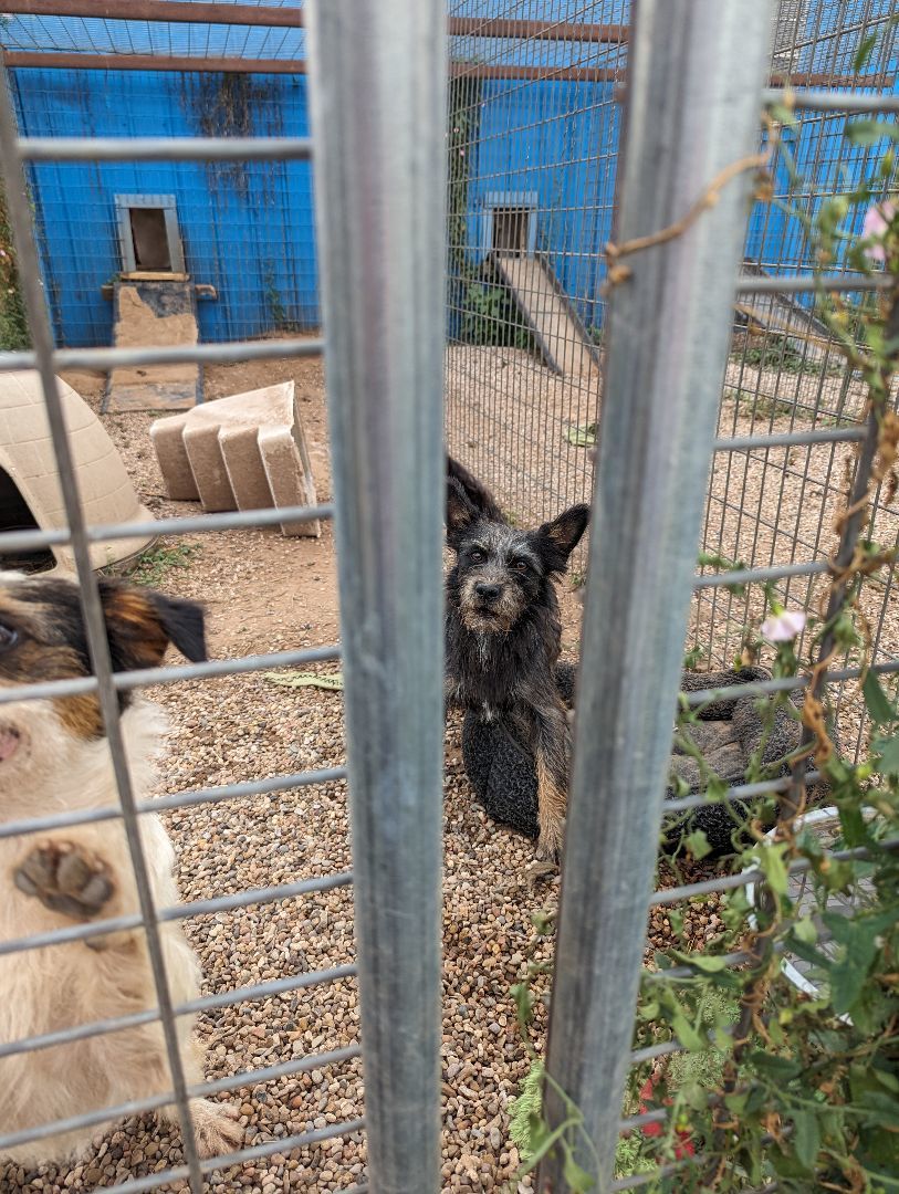 Enlarge Nessie, a Adoptable mixed breed in Lubbock, TX image 3/5