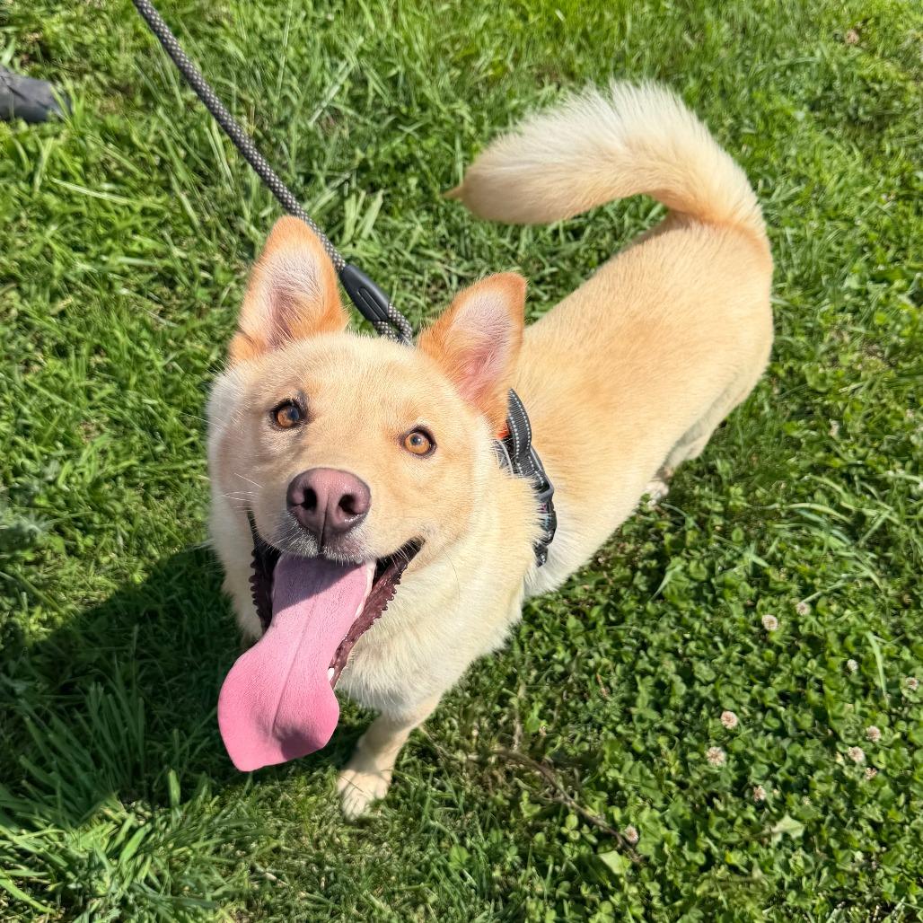 Enlarge Hatchi, a Adoptable mixed breed in Marion, VA image 4/6