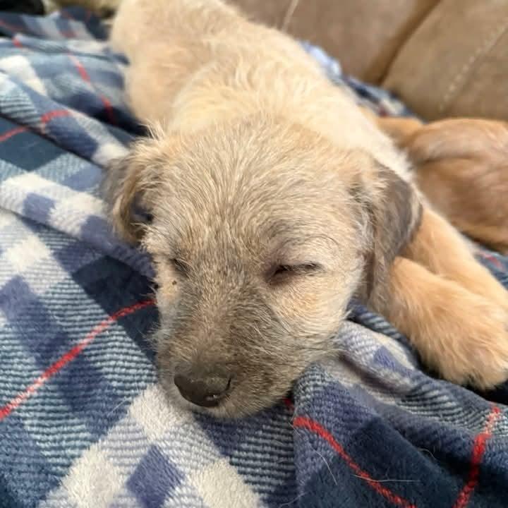 Gregory — thumbnail 4