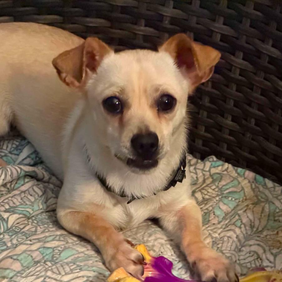Enlarge Lopez, a Adoptable mixed breed in Kansas City, MO image 2/2