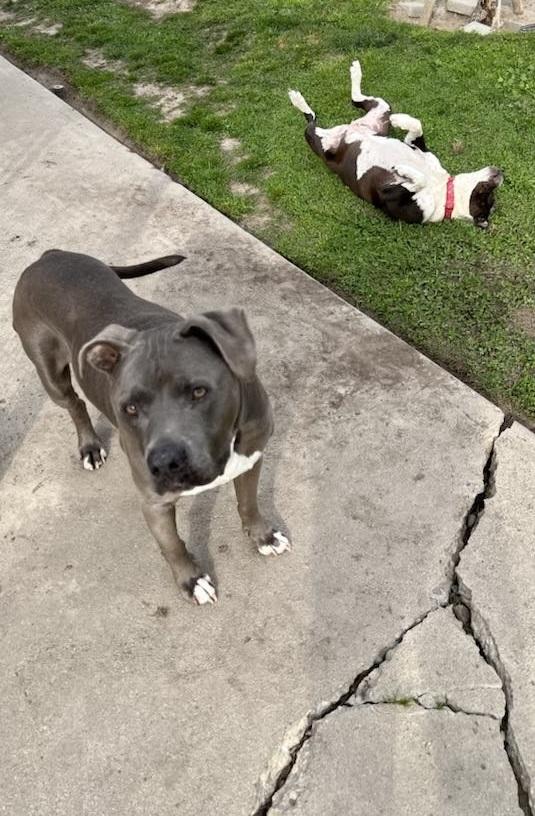 Rocky, a Adoptable Pit Bull Terrier in Manteca, CA image 2/3