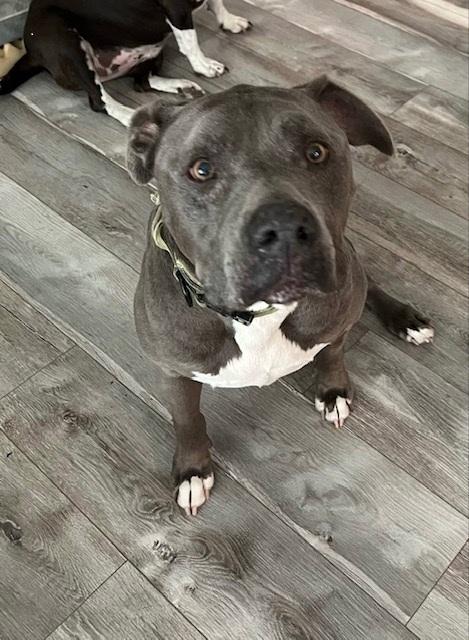 Rocky, a Adoptable Pit Bull Terrier in Manteca, CA image 1/3