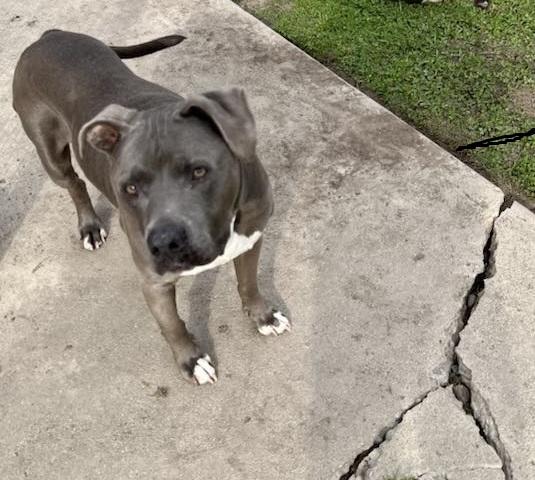 Rocky, a Adoptable Pit Bull Terrier in Manteca, CA image 3/3