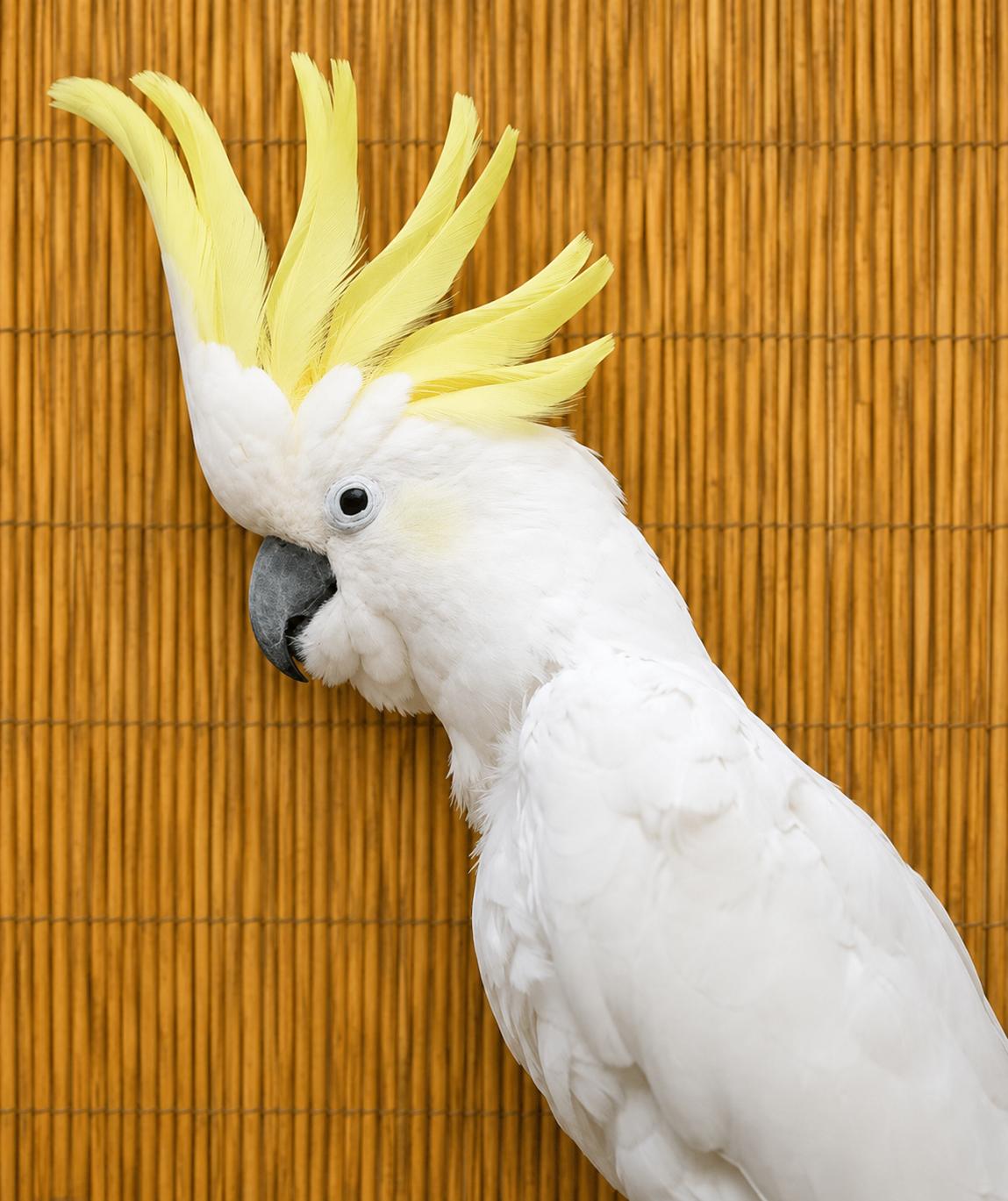 Merlin 30 Year Old M Med Sulfur Crested Cockatoo, ADOPTABLE, Adult Male Cockatoo.