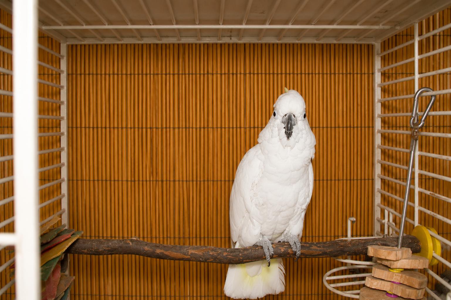 Merlin 30 Year Old M Med Sulfur Crested Cockatoo, a ADOPTABLE Cockatoo in Vancouver, WA image 2/5