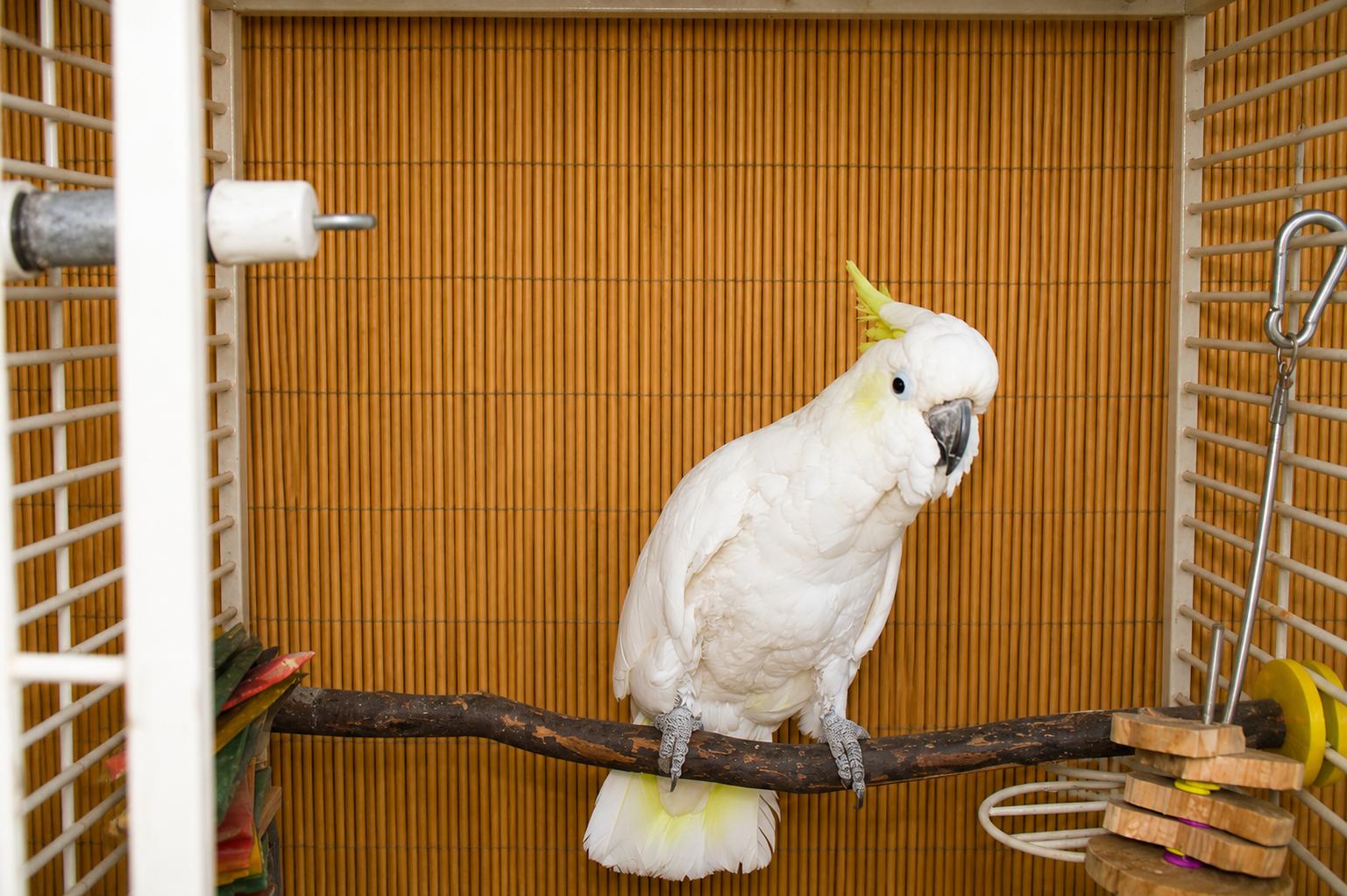 Merlin 30 Year Old M Med Sulfur Crested Cockatoo, a ADOPTABLE Cockatoo in Vancouver, WA image 4/5