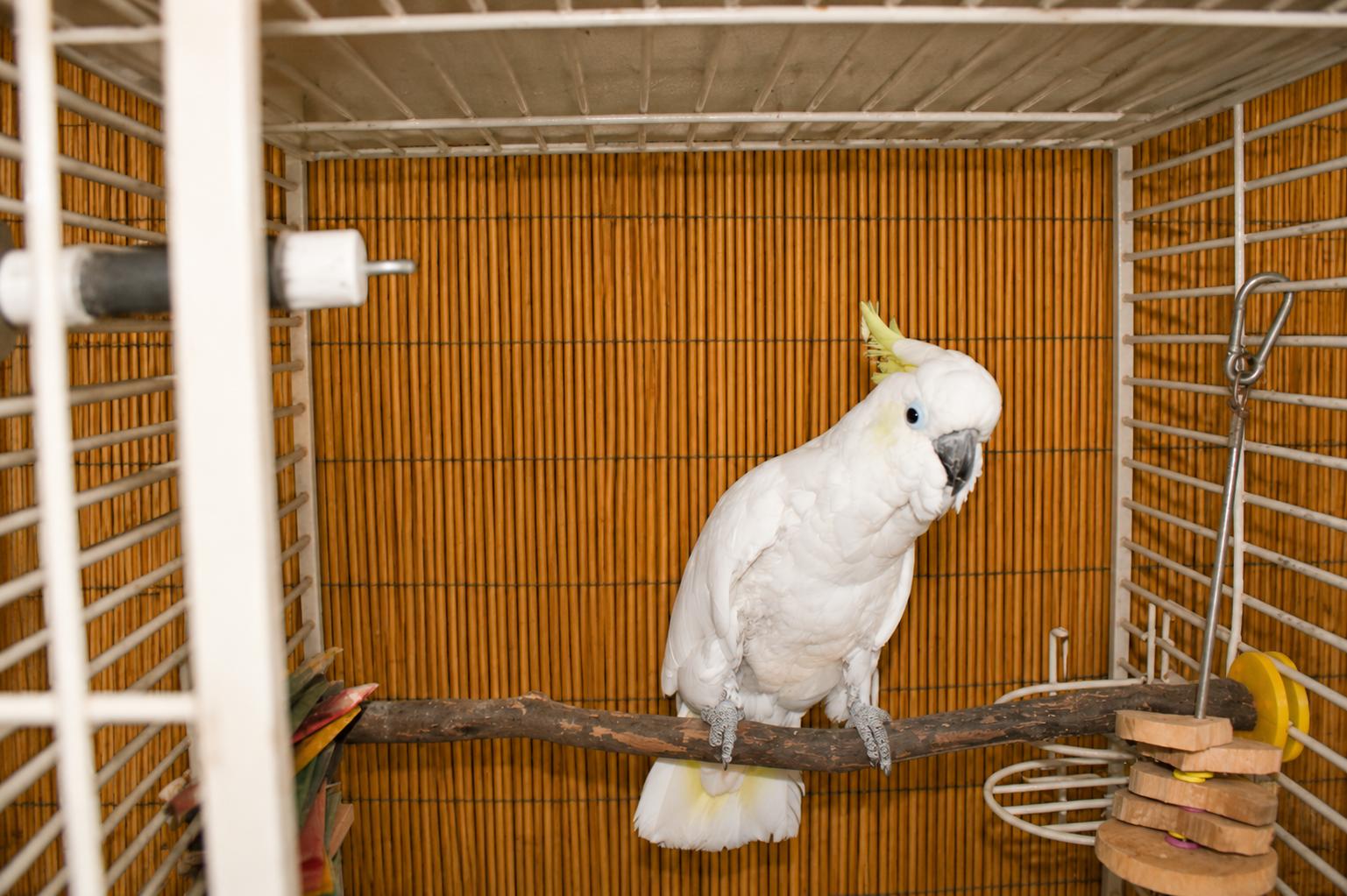 Merlin 30 Year Old M Med Sulfur Crested Cockatoo, a ADOPTABLE Cockatoo in Vancouver, WA image 3/5