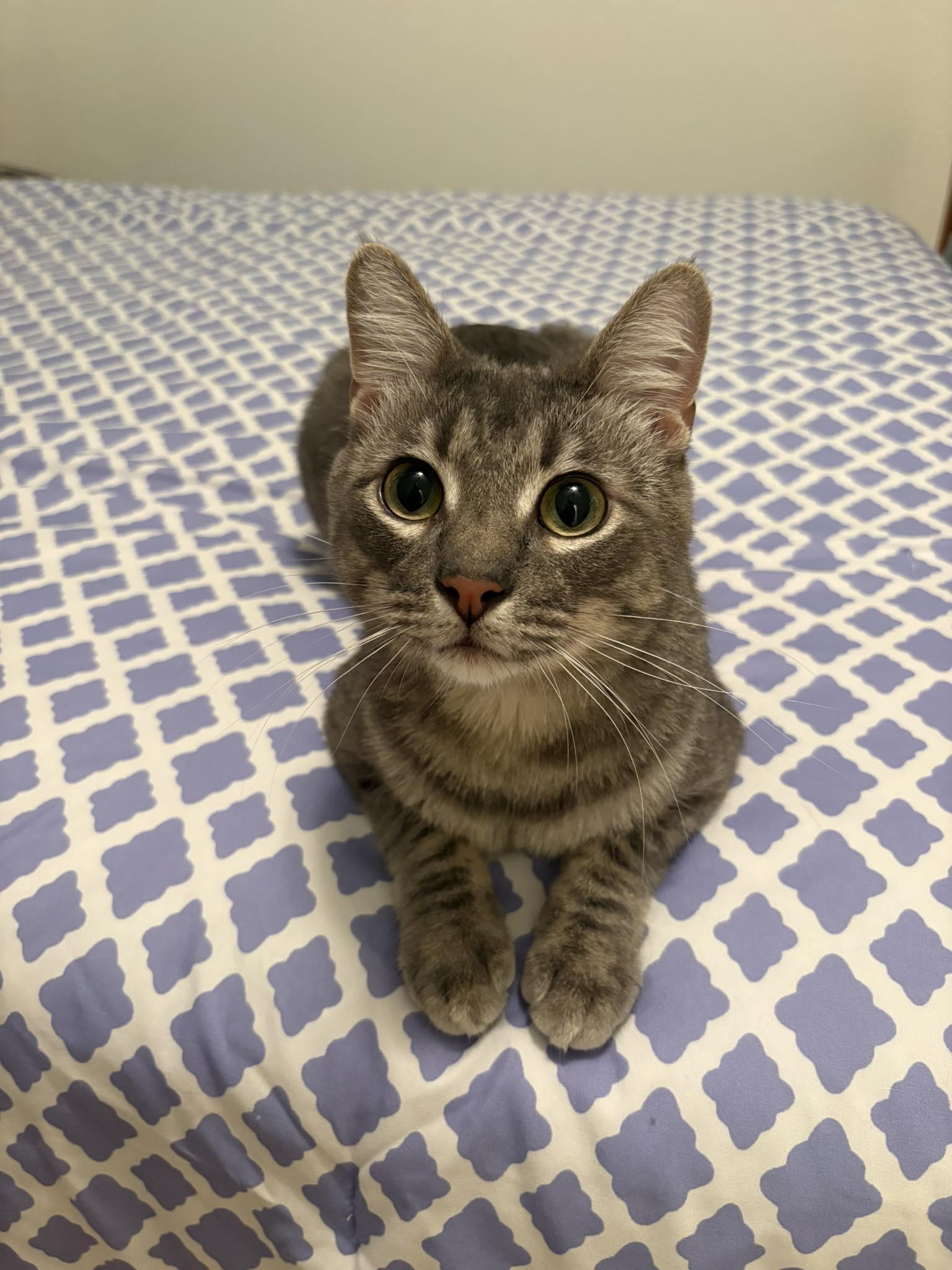 Howie, ADOPTABLE, Adult Male Manx.