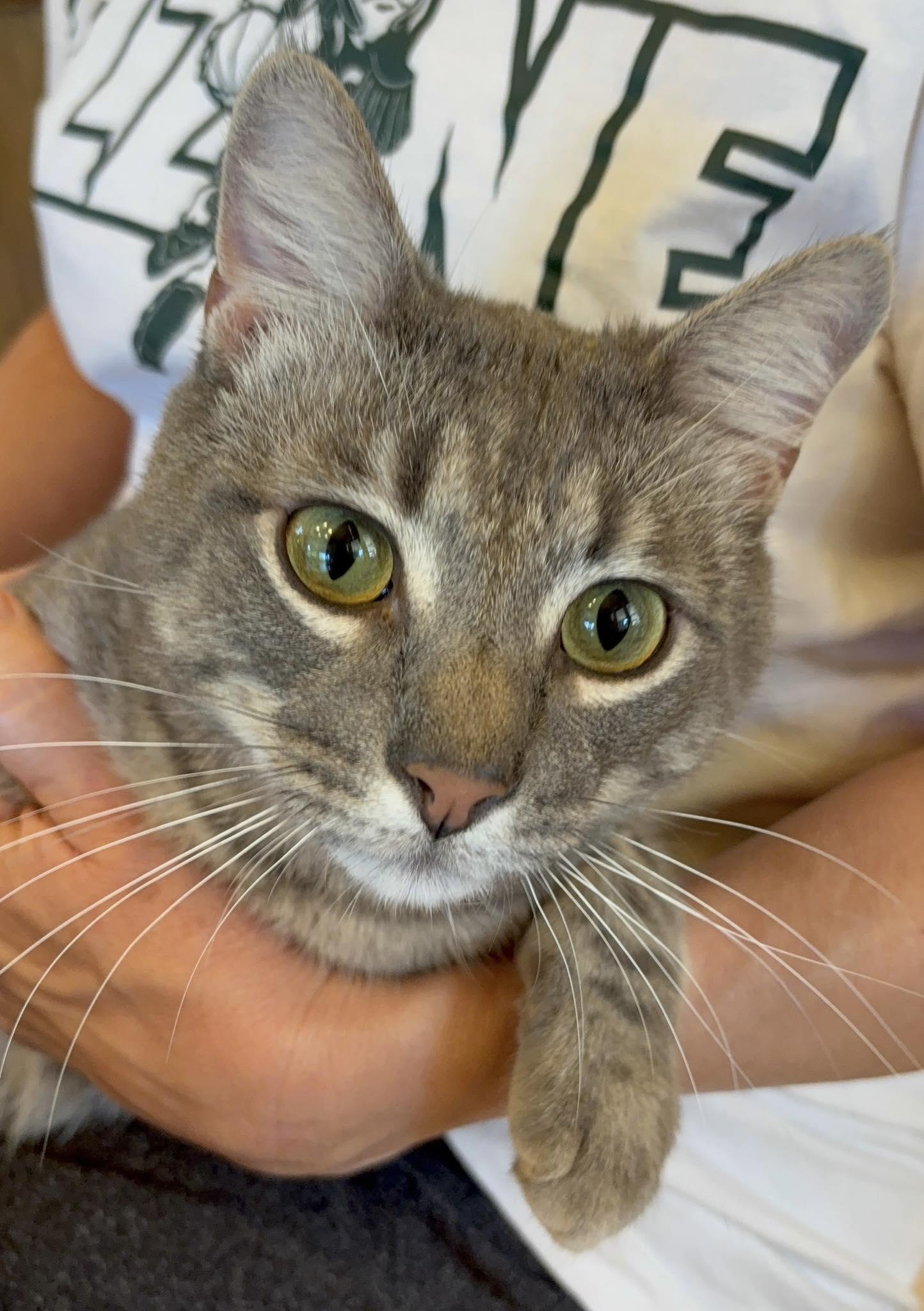 Howie, a ADOPTABLE mixed breed in Frisco, TX image 2/4