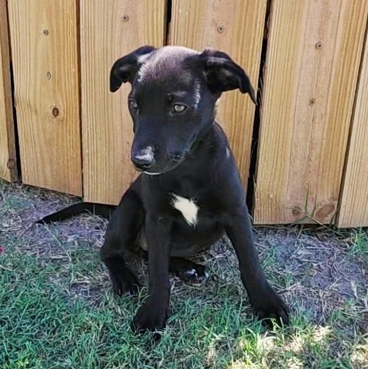 Enlarge Custard, a Adoptable mixed breed in Buffalo, NY image 5/6