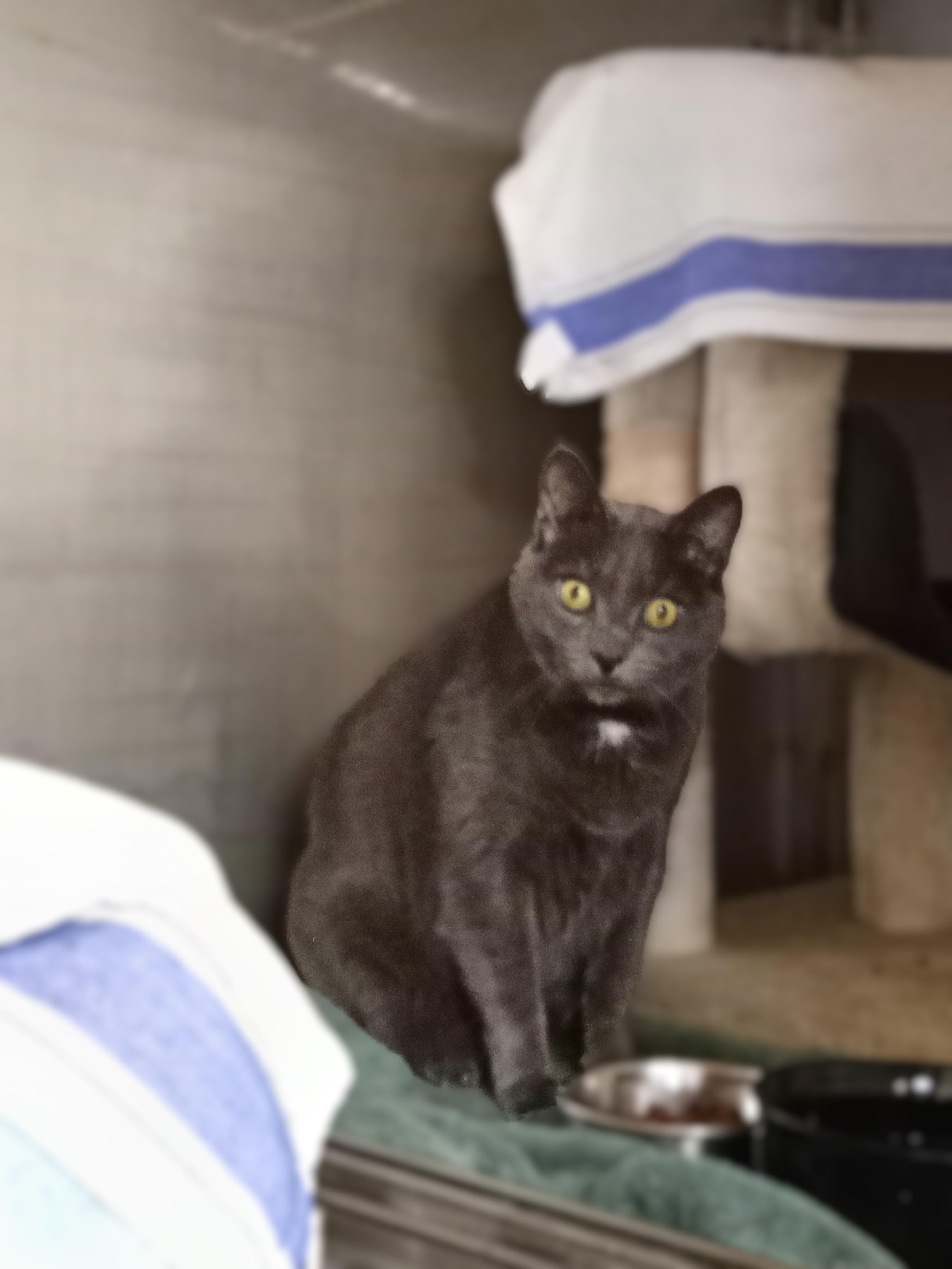 Gracee, a Adoptable Domestic Short Hair in Chehalis, WA image 4/5