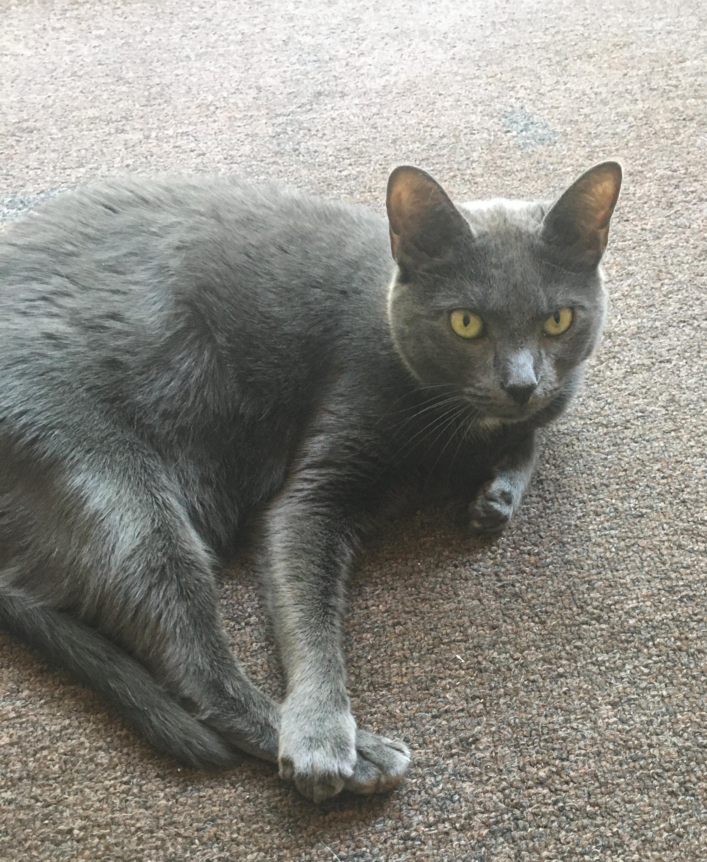 Gracee, a Adoptable Domestic Short Hair in Chehalis, WA image 2/5