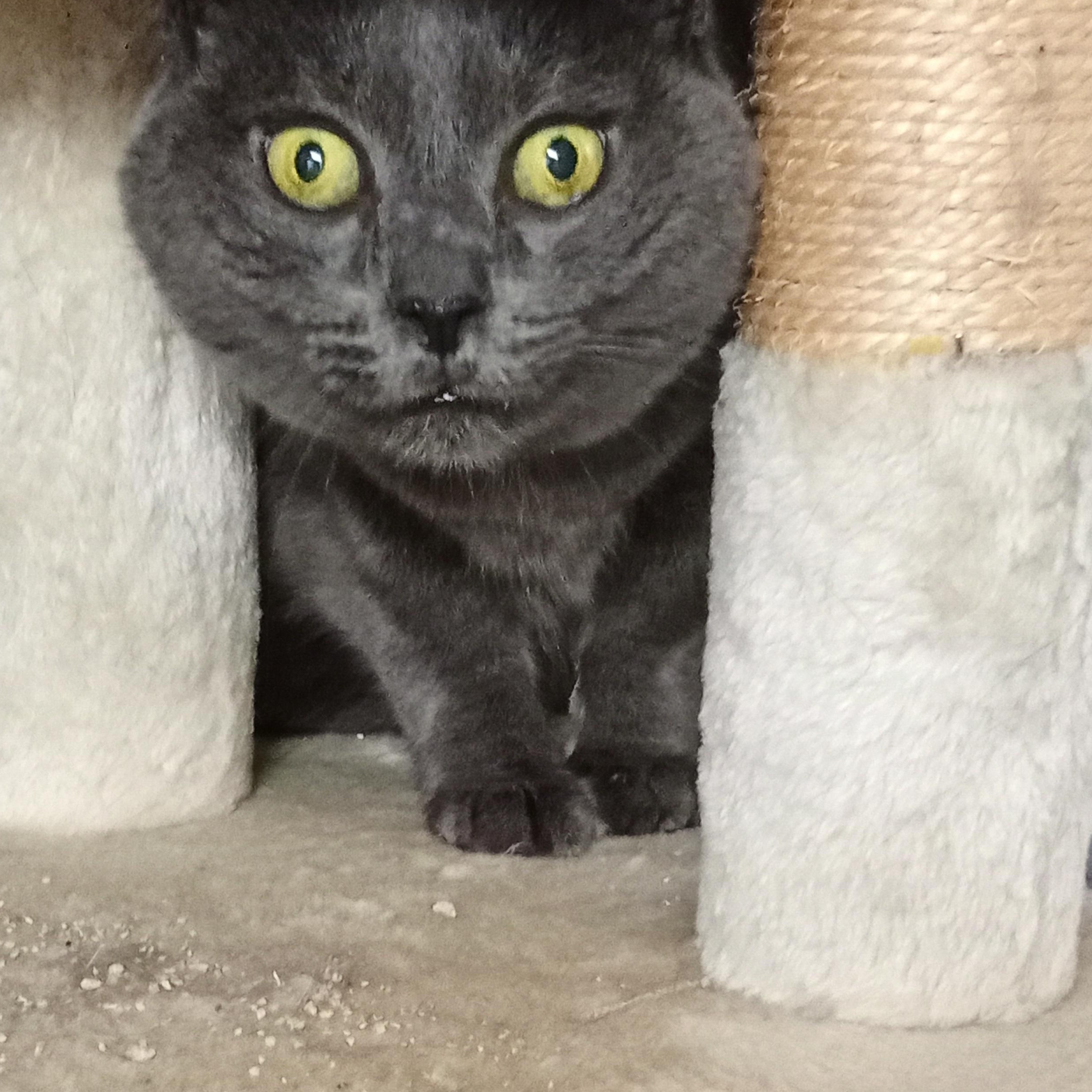 Gracee, a Adoptable Domestic Short Hair in Chehalis, WA image 5/5