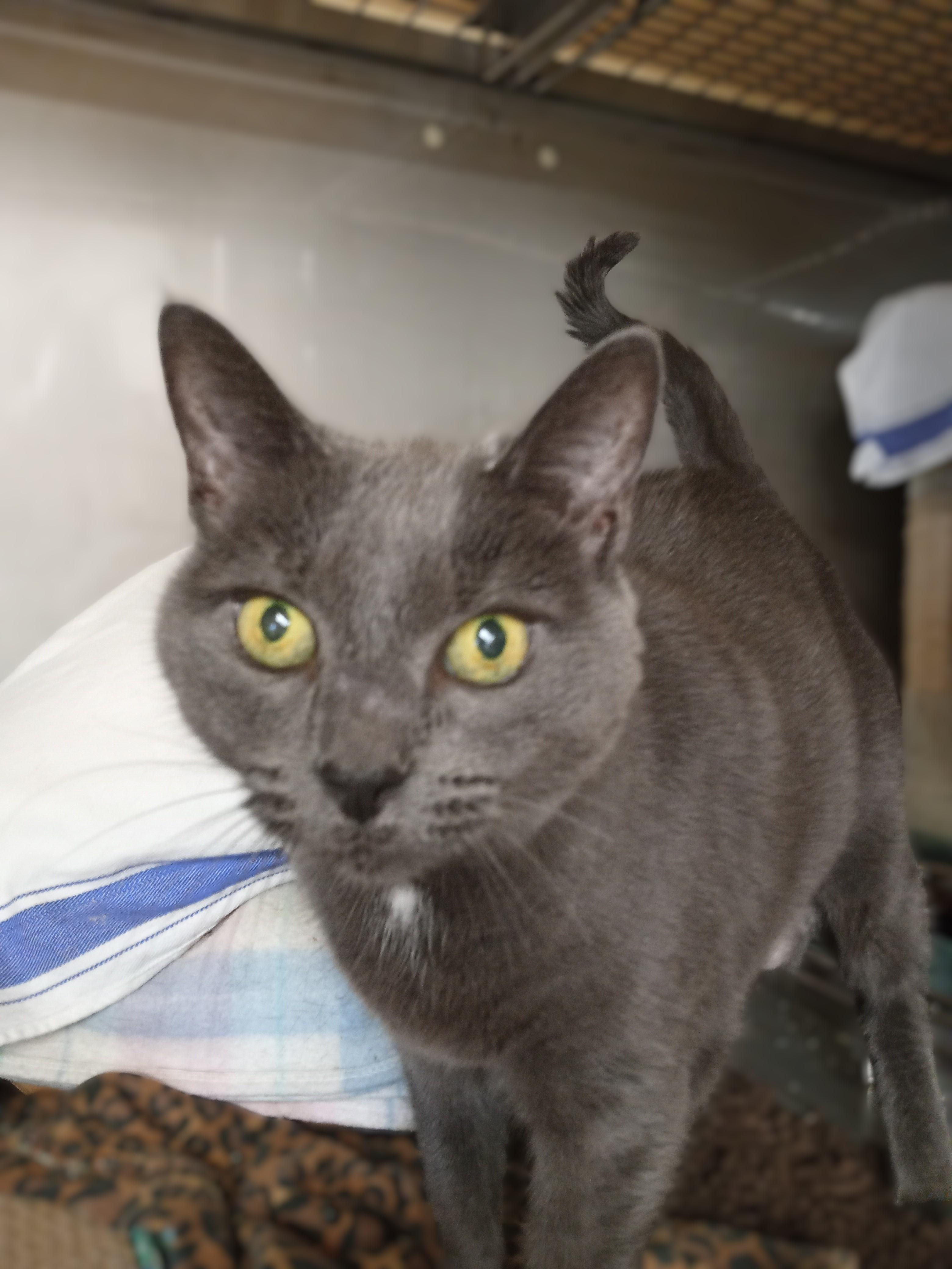 Gracee, a Adoptable Domestic Short Hair in Chehalis, WA image 3/5