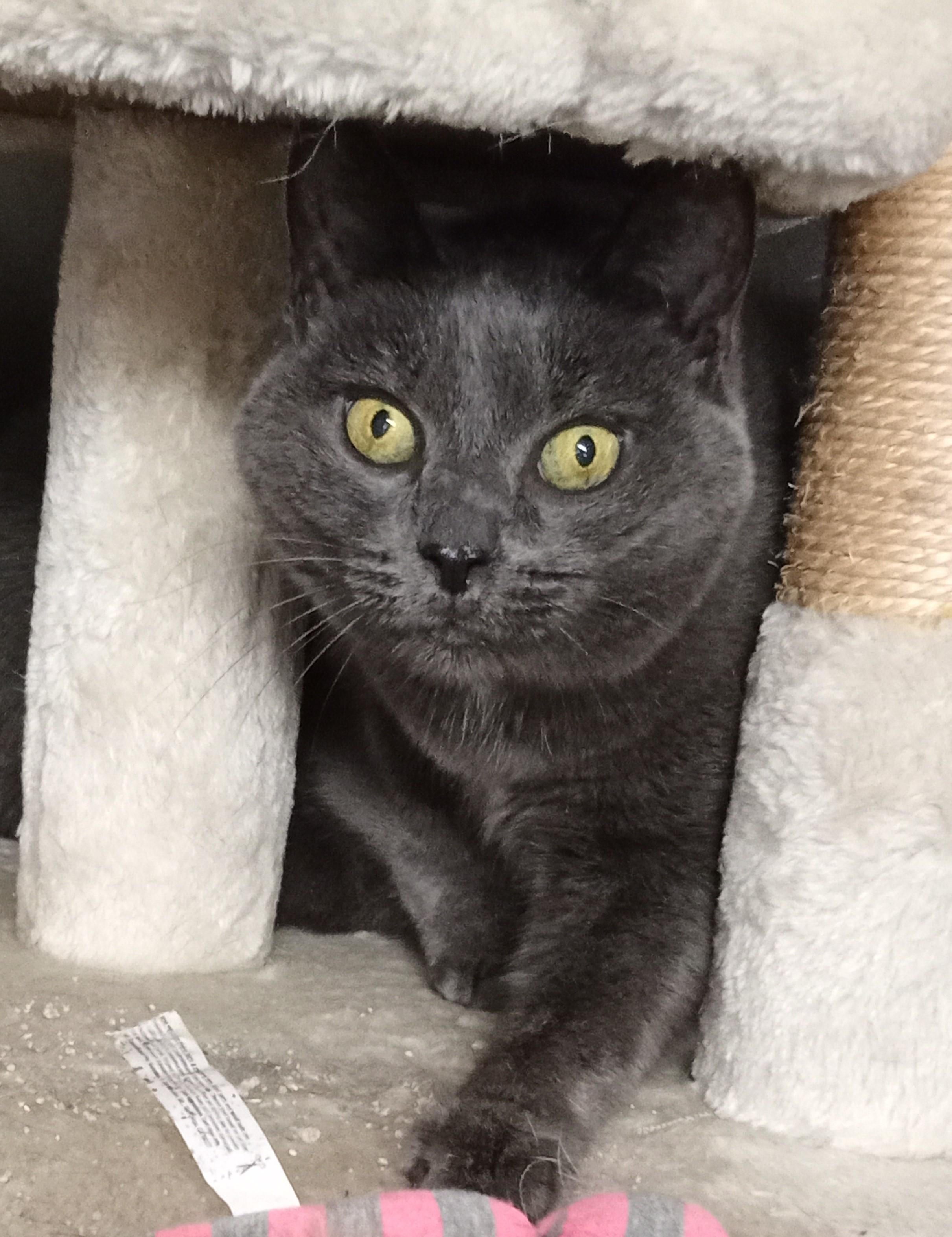 Gracee, a Adoptable Domestic Short Hair in Chehalis, WA image 1/5