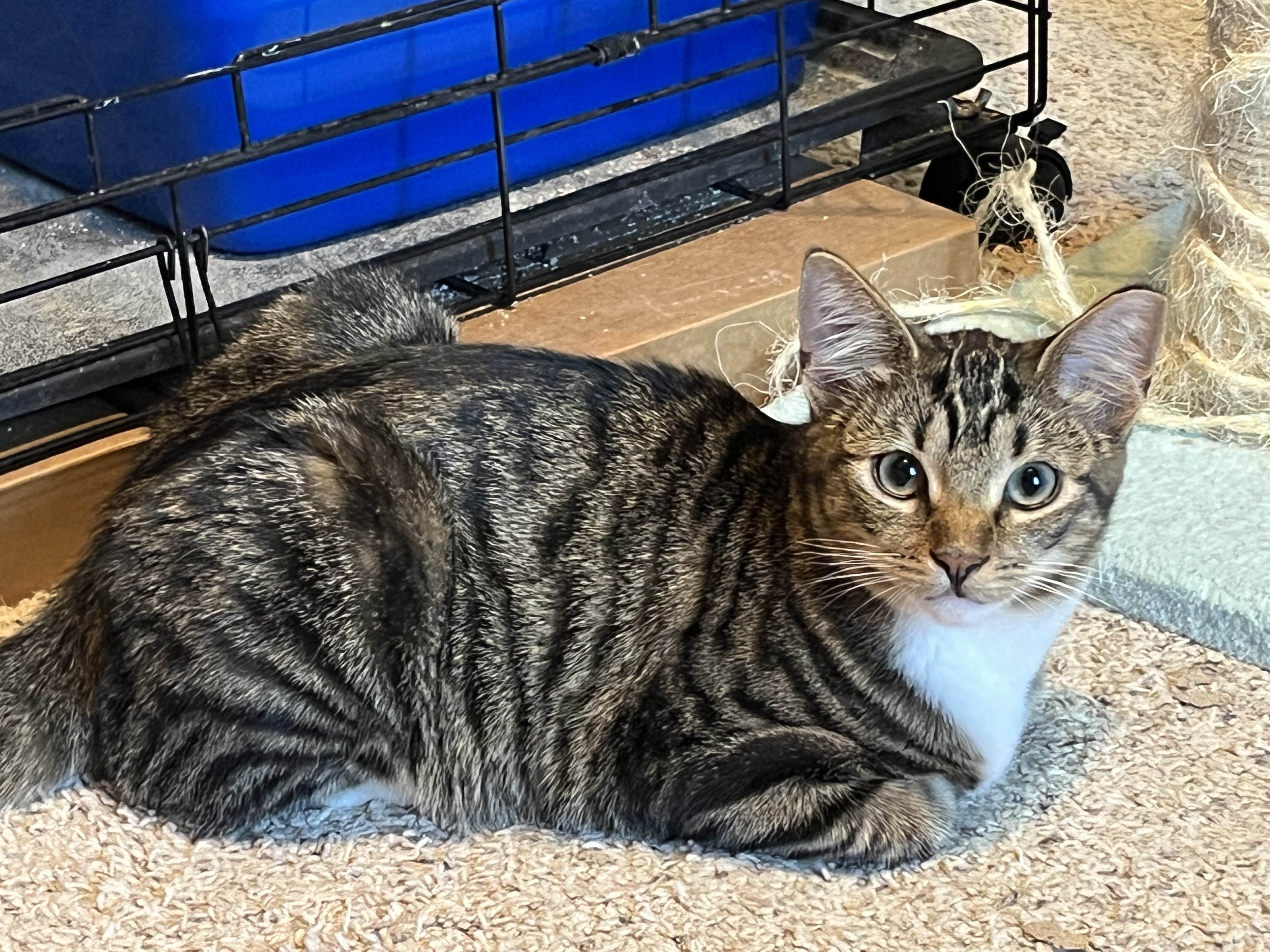 Spunky, Baby Male Domestic Short Hair