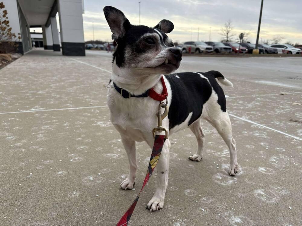 Enlarge Tobias, a Adoptable mixed breed in Peoria, IL image 1/6