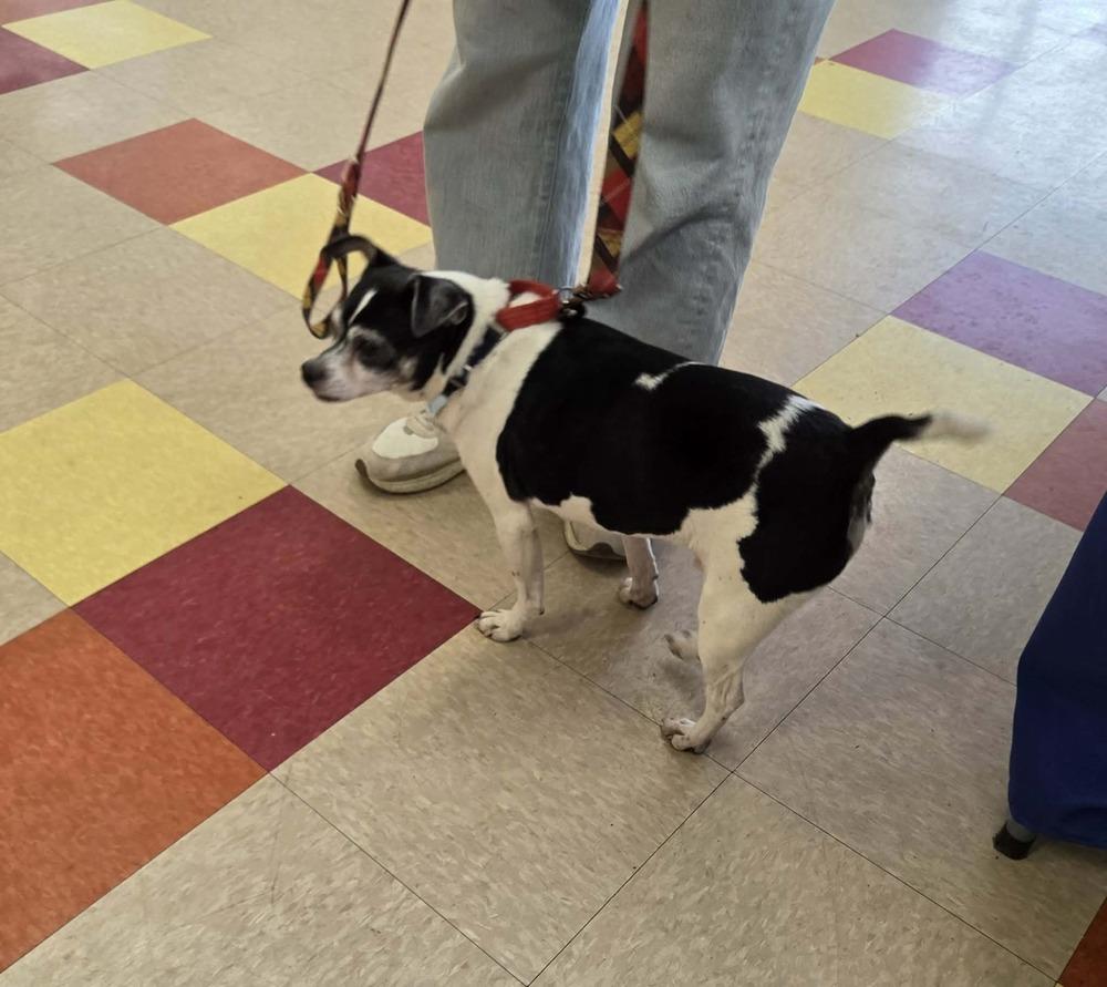 Enlarge Tobias, a Adoptable mixed breed in Peoria, IL image 2/6