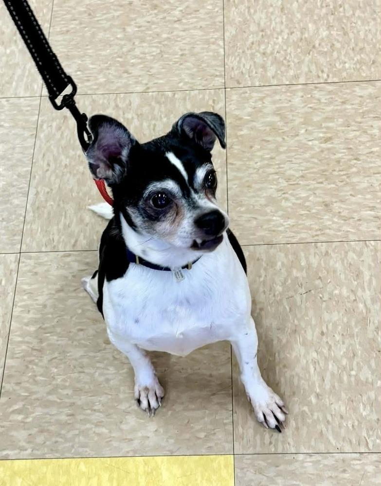 Enlarge Tobias, a Adoptable mixed breed in Peoria, IL image 2/6