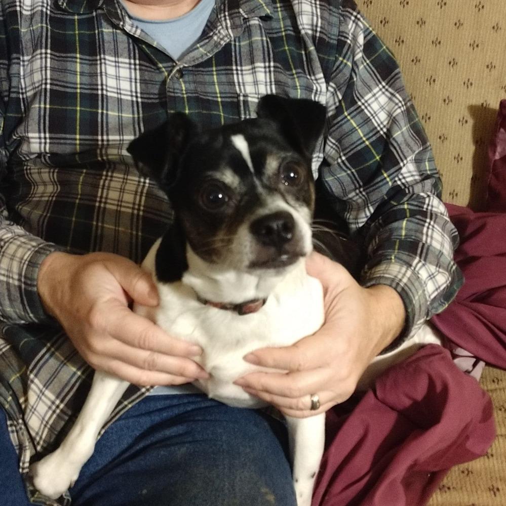 Tobias, Adoptable, Senior Male Rat Terrier & Boston Terrier.