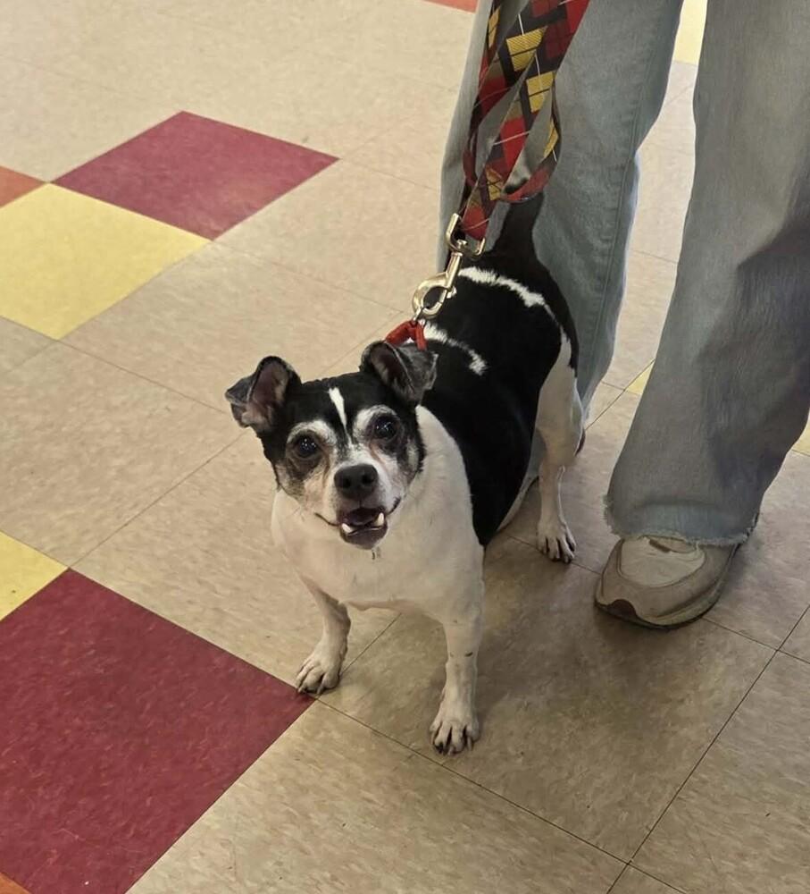 Enlarge Tobias, a Adoptable mixed breed in Peoria, IL image 3/6