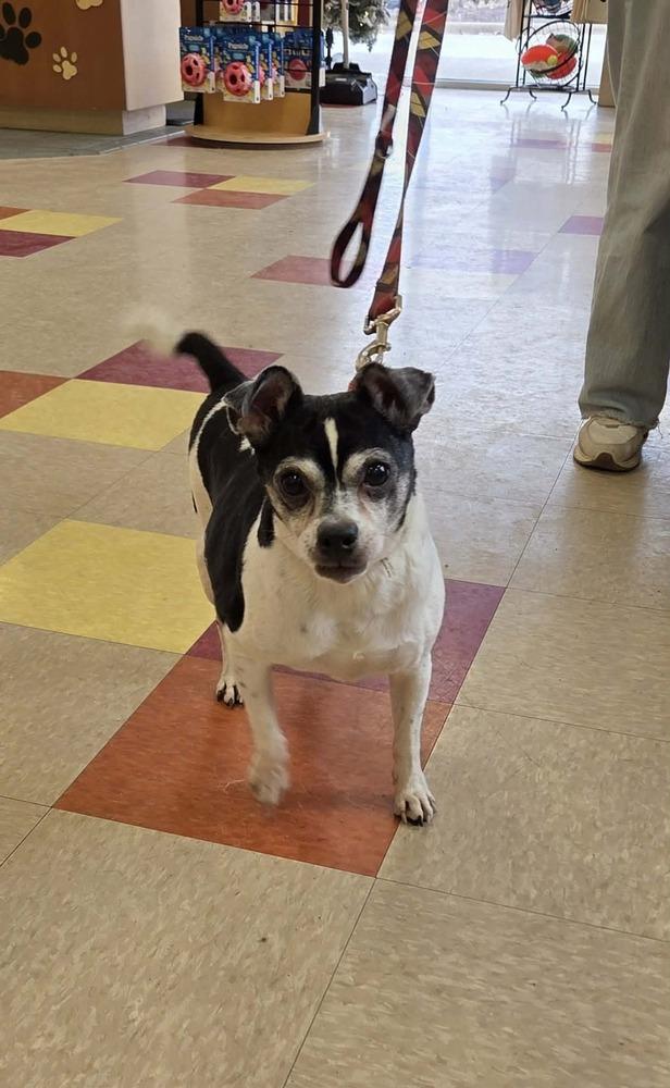 Enlarge Tobias, a Adoptable mixed breed in Peoria, IL image 4/6